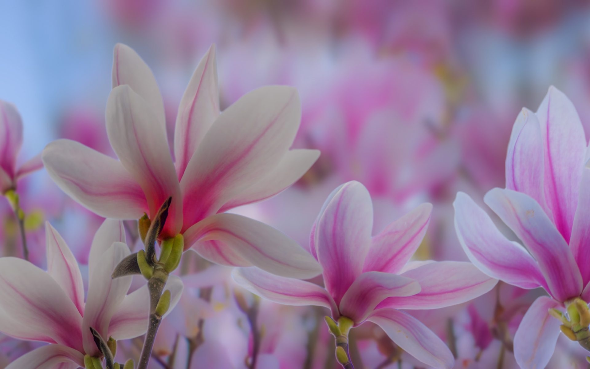 Chinese magnolia plants, Deciduous tree's beauty, Vibrant flowers, Stunning shades, 1920x1200 HD Desktop