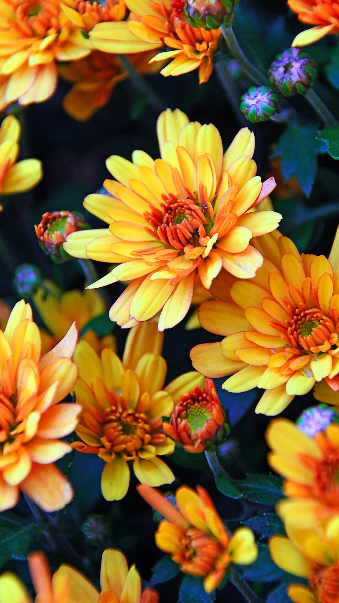 Chrysanthemum: Autumn flowers, Chrysanthemums, Petals. 1080x1920 Full HD Background.