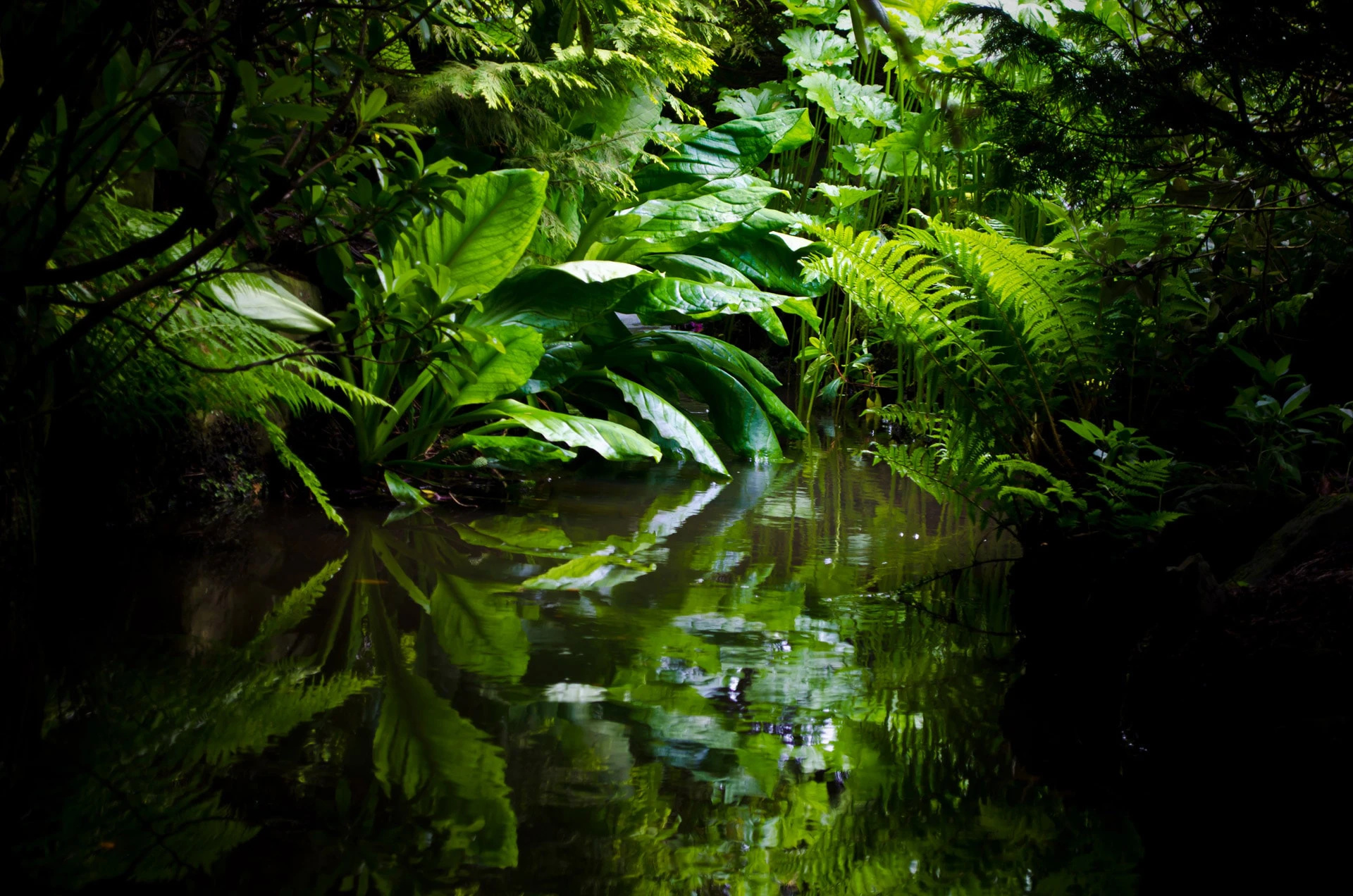 Faszinierende Fakten über das Ökosystem des Regenwaldes, 1920x1280 HD Desktop