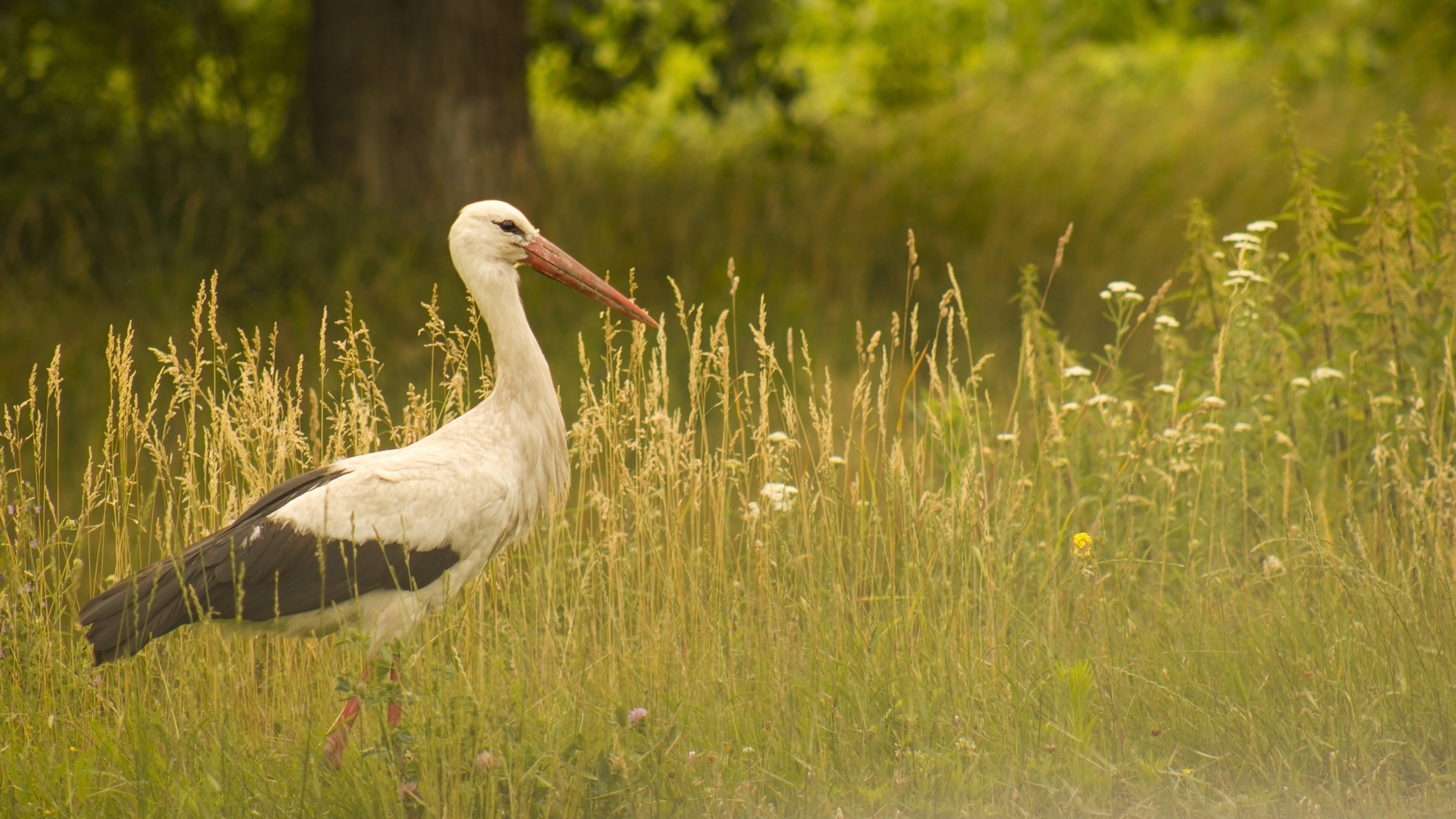 Stork, Graceful bird, Majestic wingspan, Nature's beauty, 3840x2160 4K Desktop