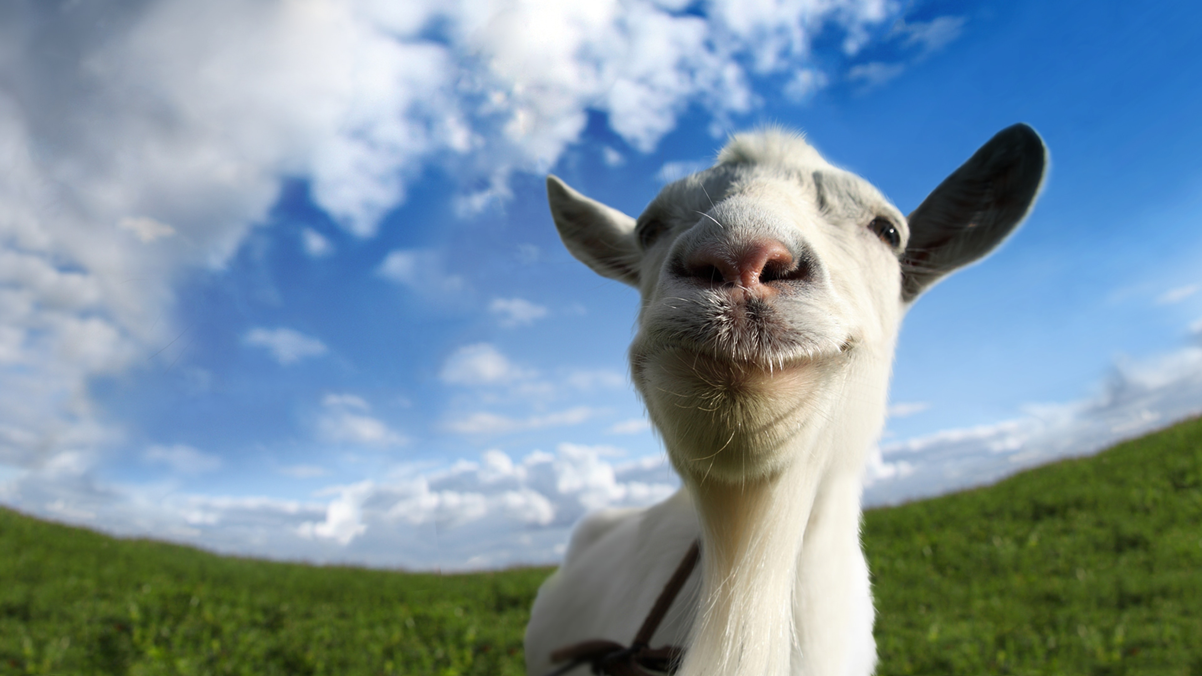 Goat simulator game, Virtual goat experience, Fictitious goat world, Goat-themed gaming, 3840x2160 4K Desktop