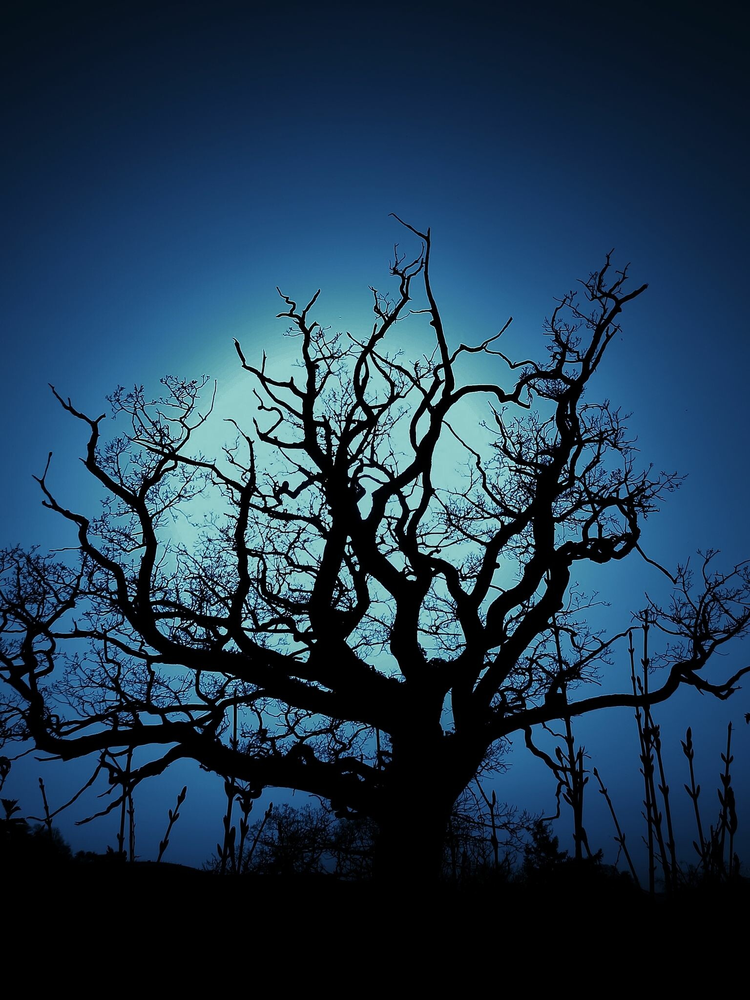 Dark tree wallpapers, HD backgrounds, Mysterious beauty, Captivating scenes, 1540x2050 HD Phone