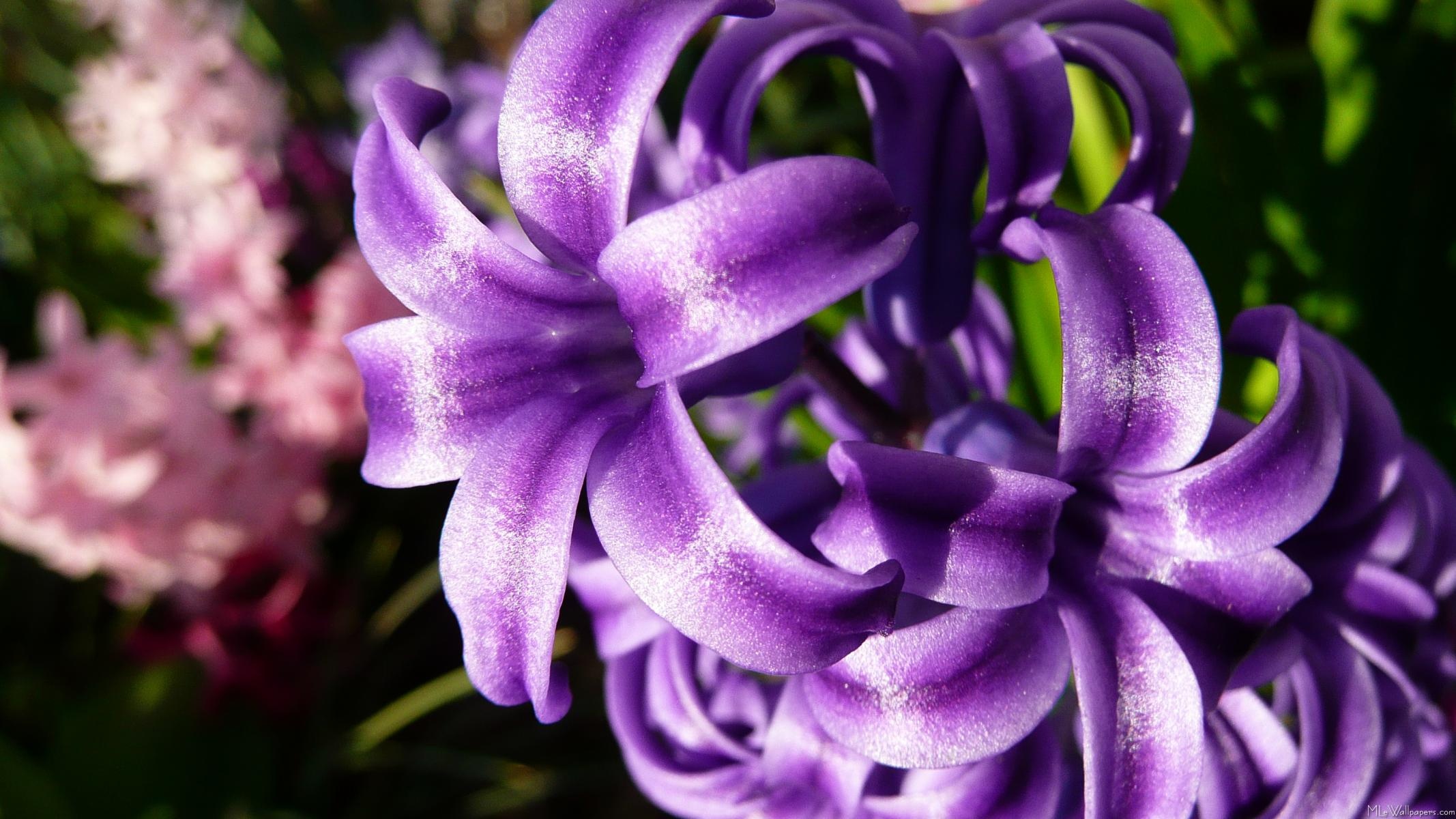 Blue hyacinth, Floral enchantment, Nature's spectacle, Serene beauty, 2140x1200 HD Desktop