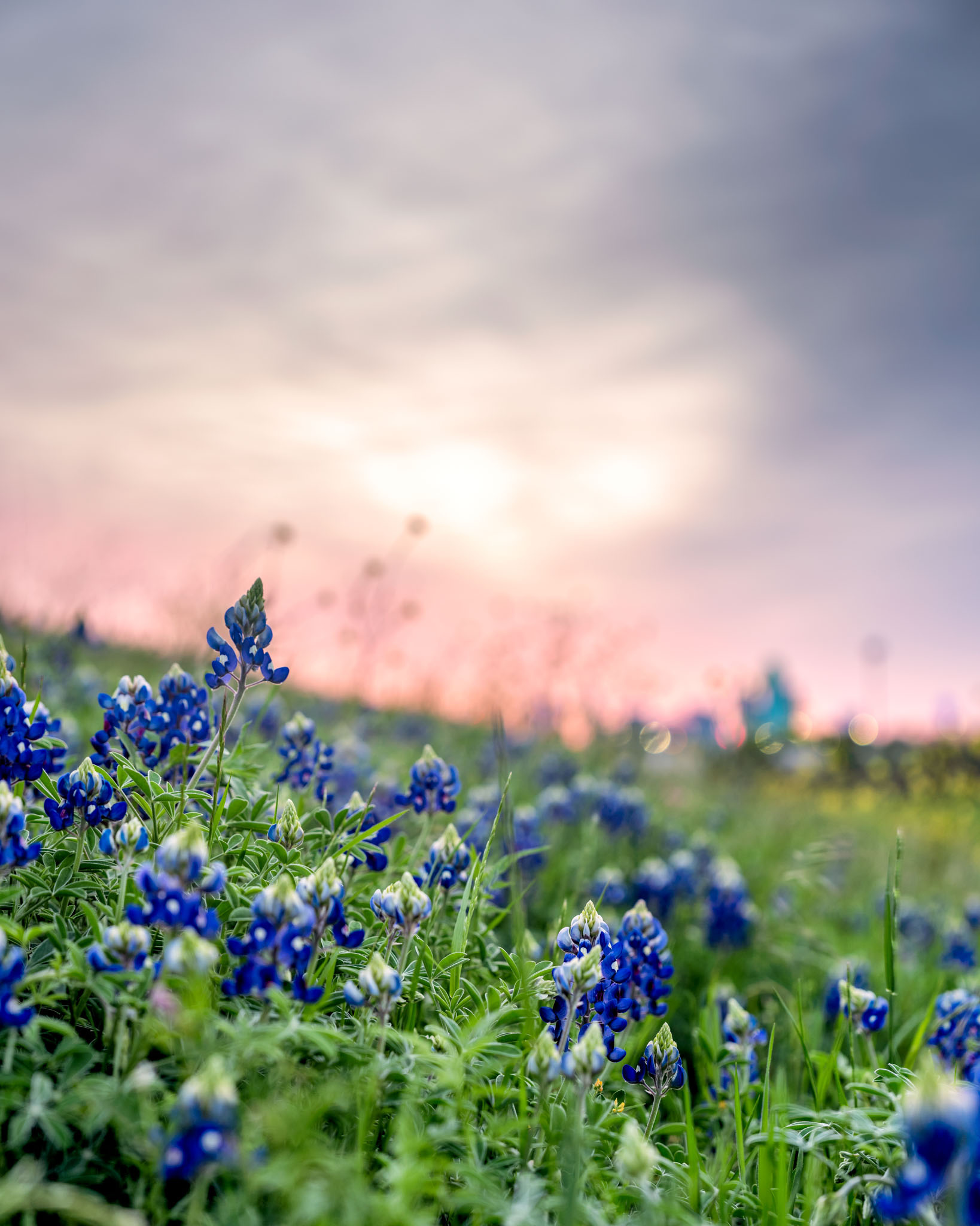 Bluebonnet season, Texas wildflowers, Nature's beauty, Texas landscape, 1640x2050 HD Phone