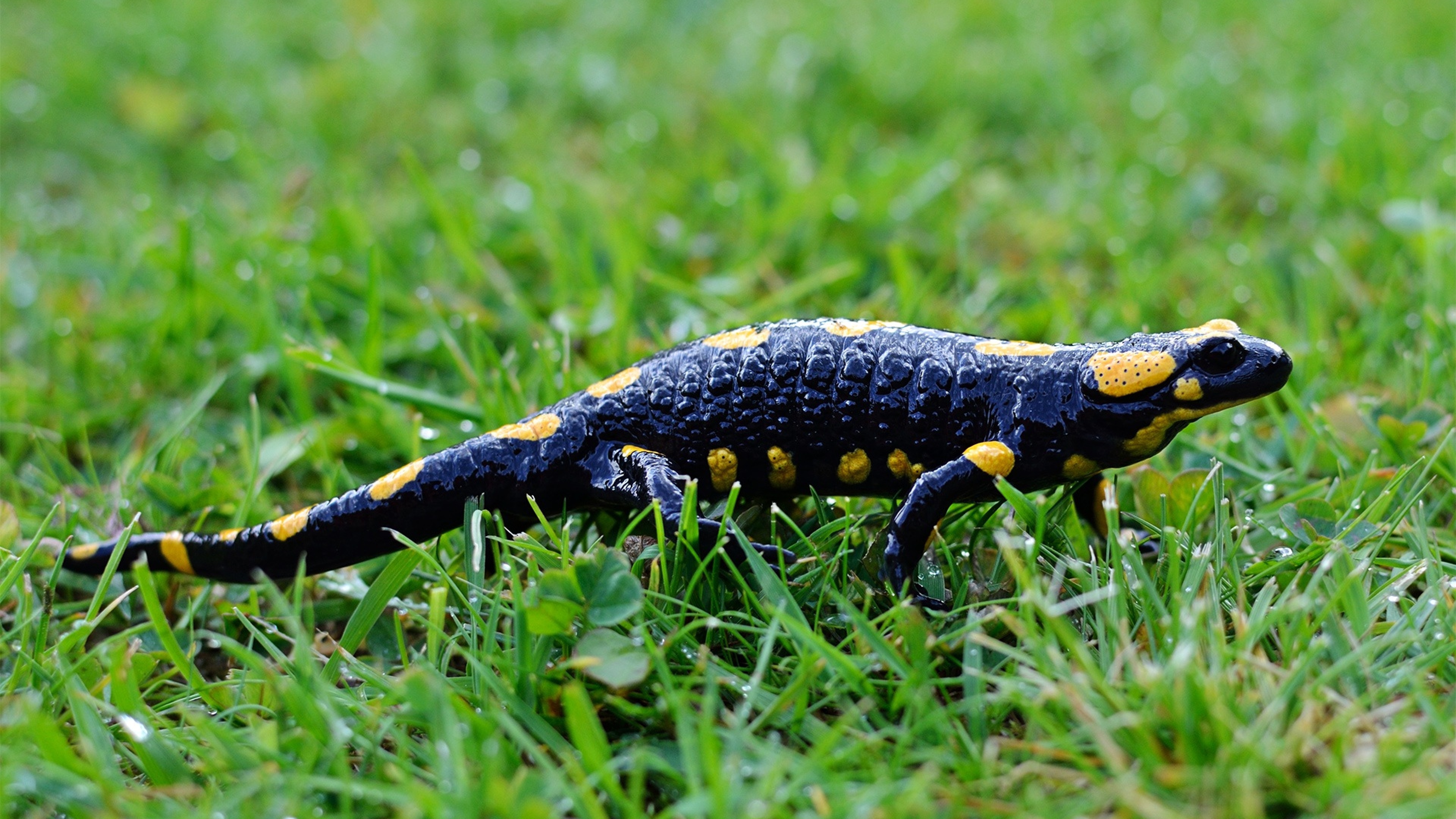 Amphibious creature, Grass-dwelling, Salamander species, Natural environment, 3840x2160 4K Desktop