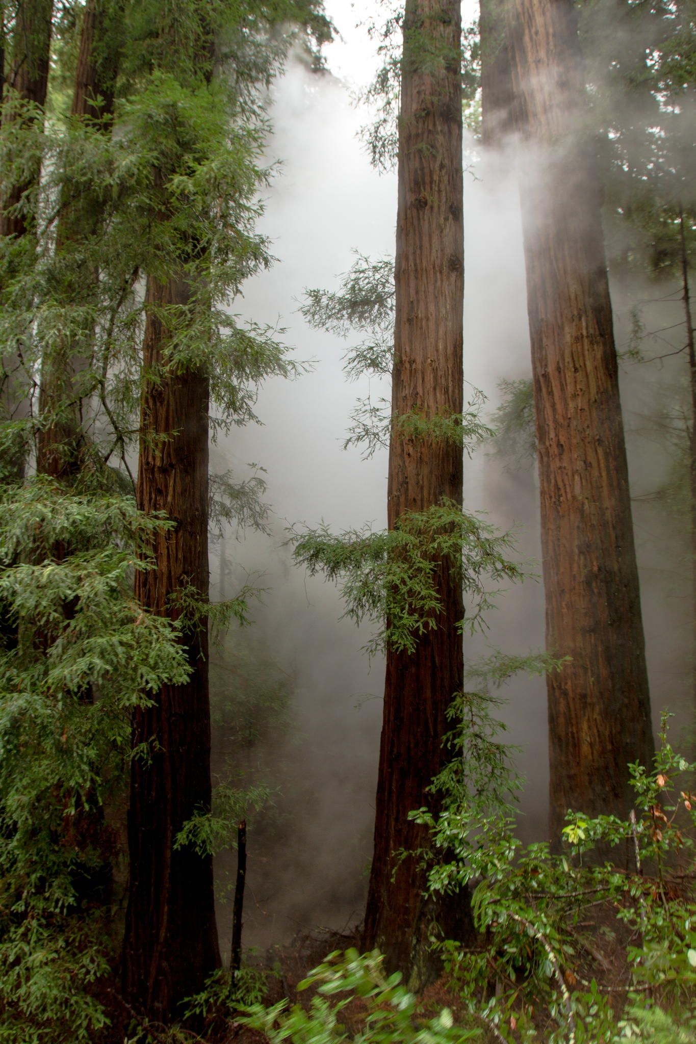 Amazing redwood trees, Organic splendor, Nature's wonders, Tree enthusiasts, 1370x2050 HD Phone