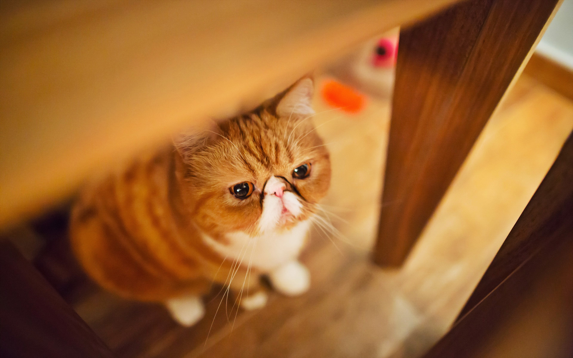 Exotic Shorthair Cat: Distinguished by their short, coarse coat, Felidae. 1920x1200 HD Wallpaper.
