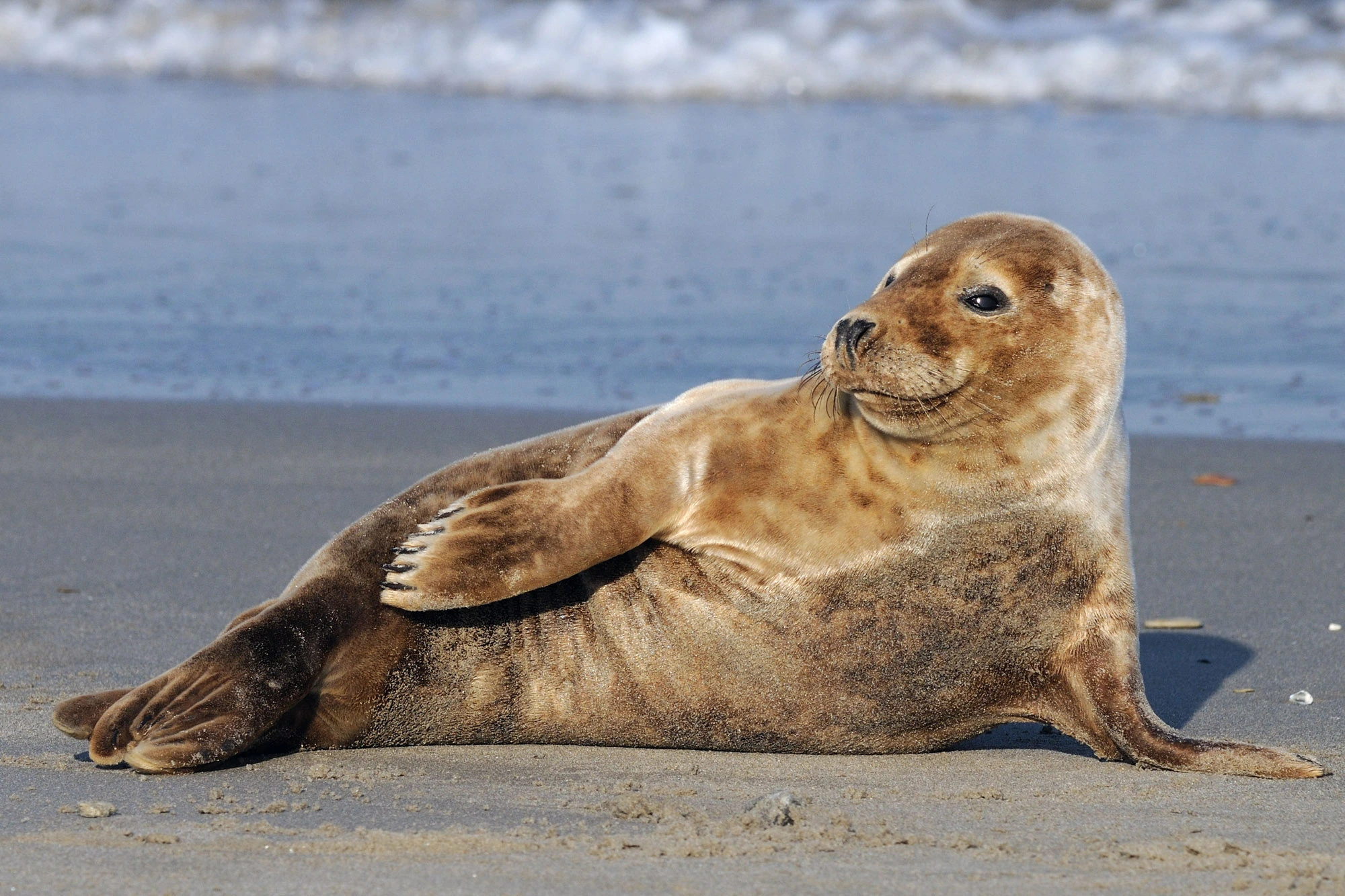 Seductive seal pose, Playful underwater display, Charismatic marine mammal, Attention grabbing, 2000x1340 HD Desktop