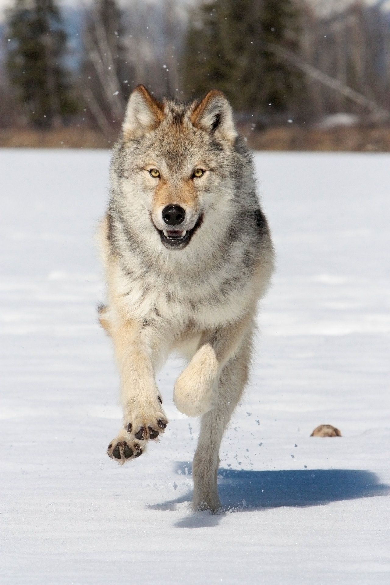Gray Wolf: The most mobile canid species, Formerly the world's most widely distributed mammal. 1280x1920 HD Wallpaper.