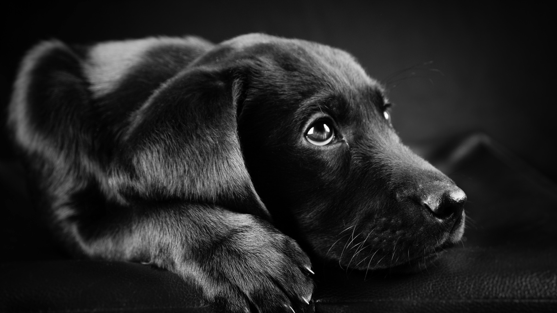 Black labrador, Aussie mix, Active pup, Loyal companion, 1920x1080 Full HD Desktop