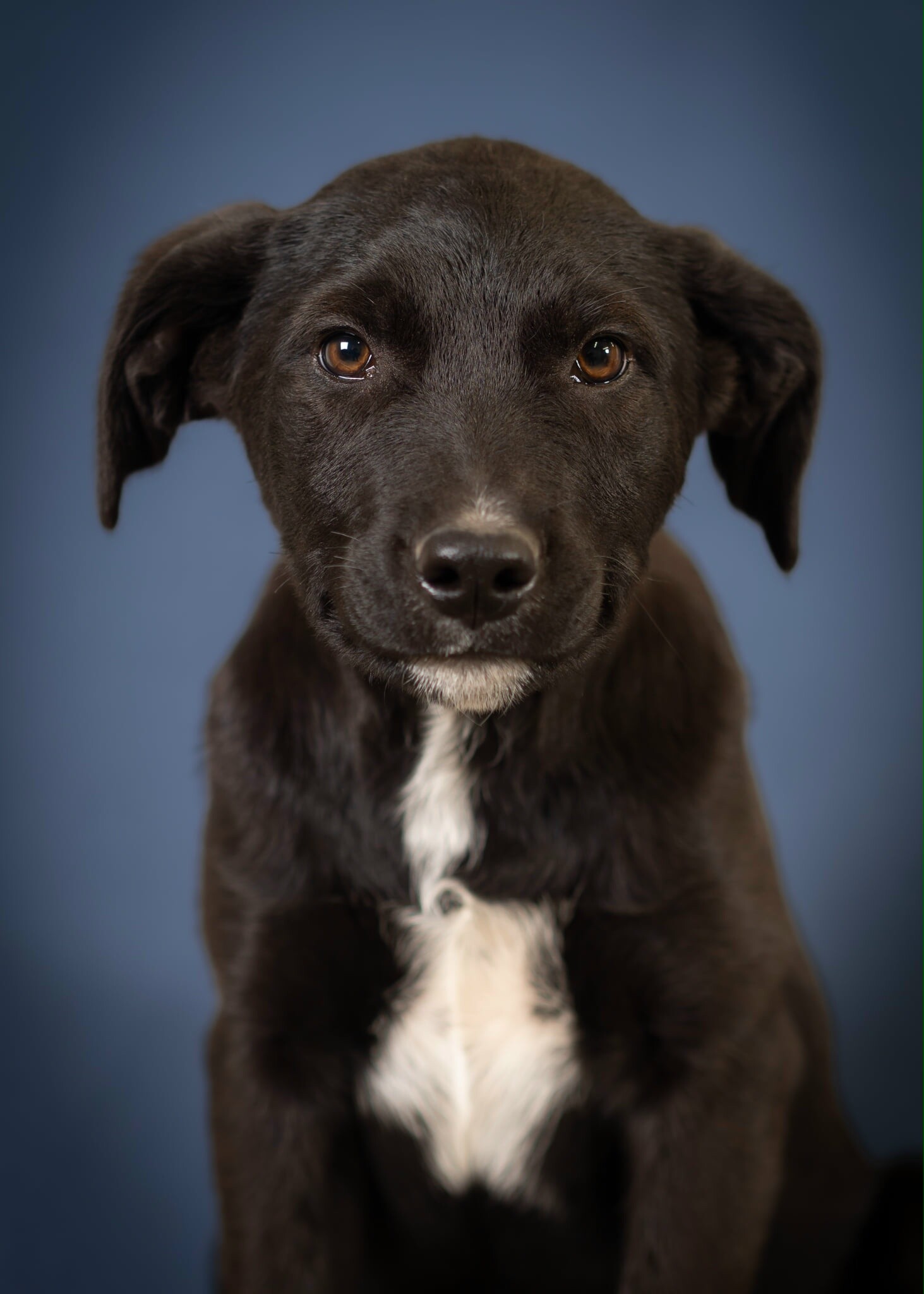 Dog: The Afador, A hybrid breed composed of an Afghan Hound and a Labrador Retriever. 1470x2050 HD Wallpaper.
