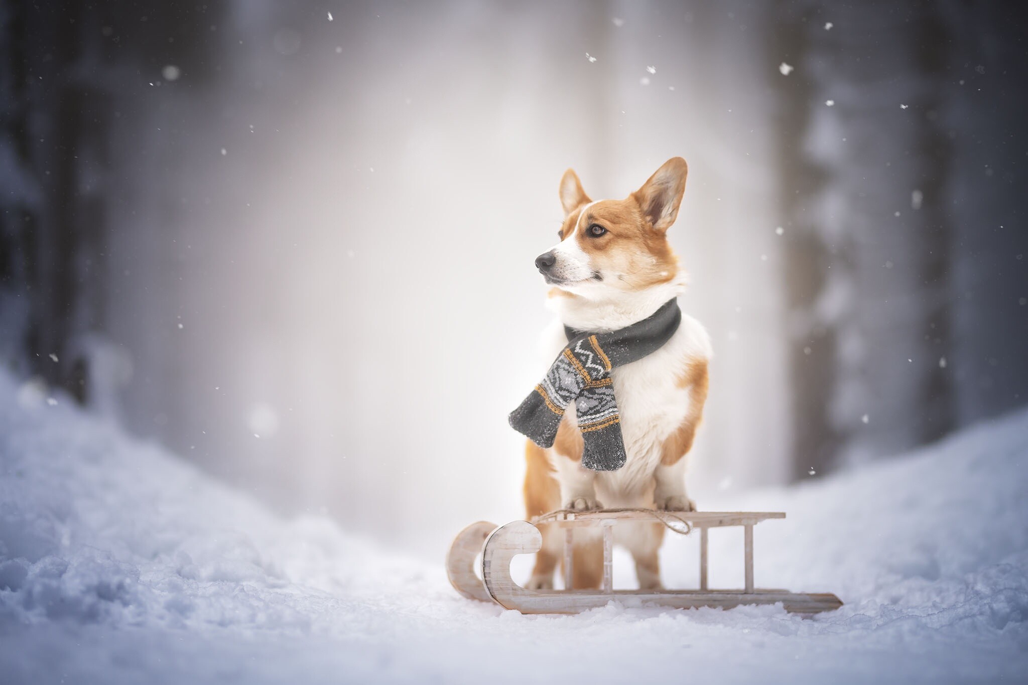 Corgi: The breed was once used to guard children, Welsh dog. 2050x1370 HD Wallpaper.