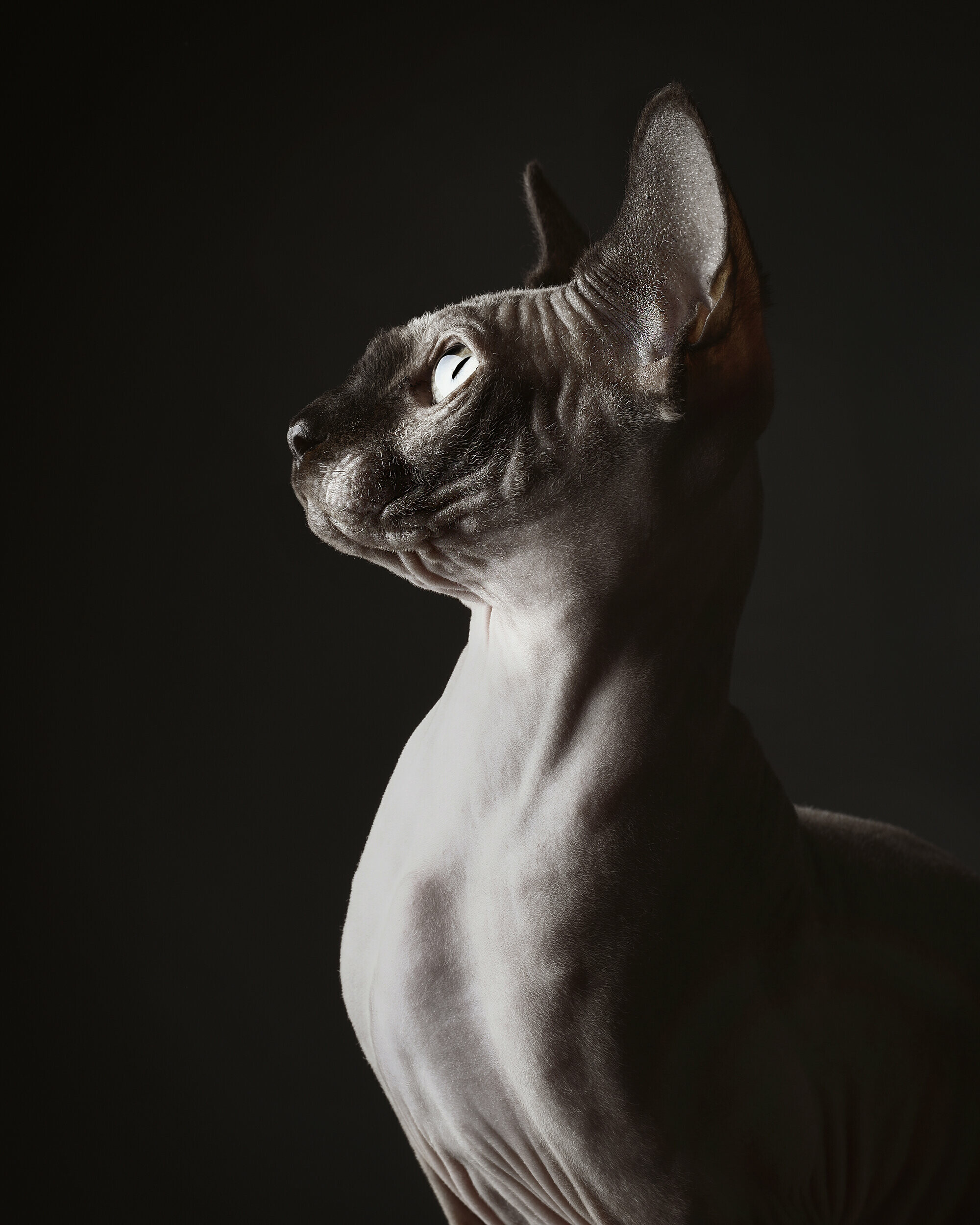 Sphynx: Their skin is the color that their fur would be, and all the usual cat markings as solid, point, van, tabby, tortie, etc. may be found on the cat's skin. 2000x2500 HD Background.