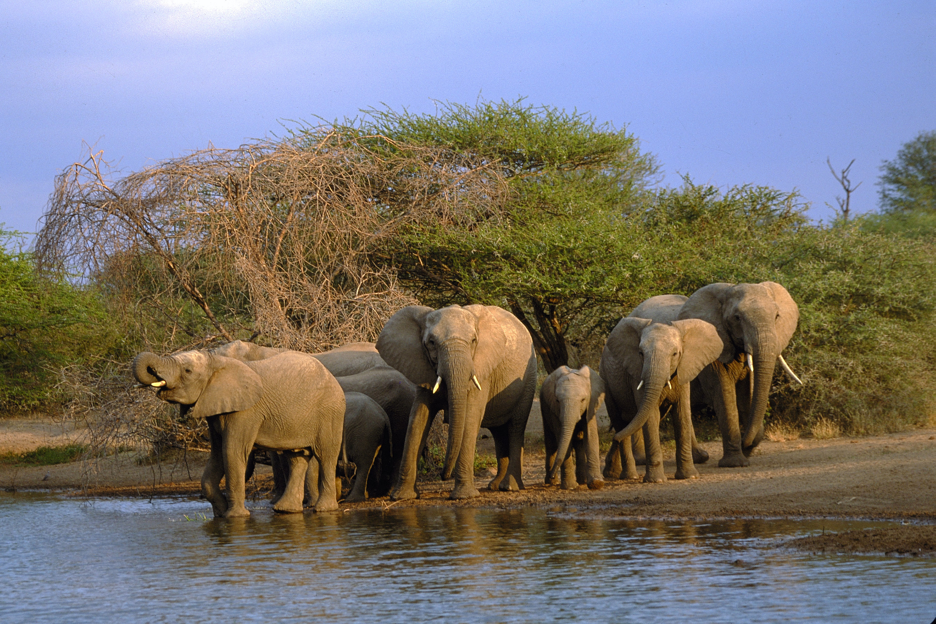 Kruger National Park, Natural wonders, African biodiversity, Untamed wilderness, 3080x2050 HD Desktop