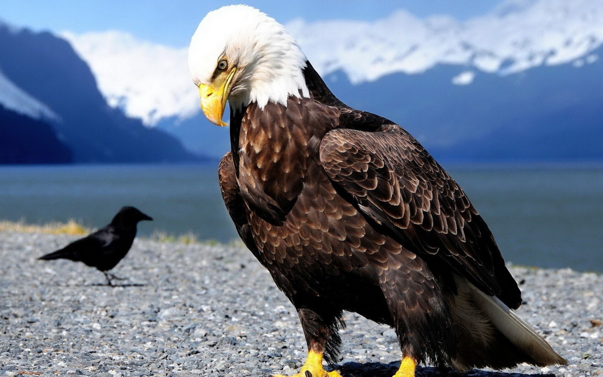 Eagle: With the exception of some vultures, eagles are generally larger than other birds of prey. 1920x1200 HD Wallpaper.