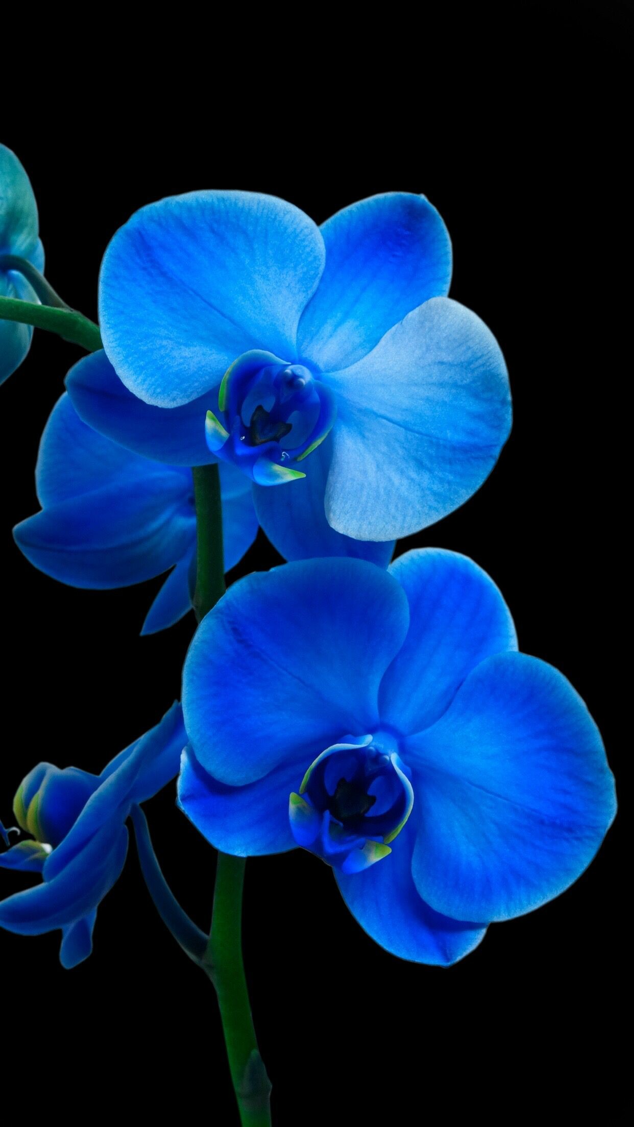 Orchid: Although the family is primarily tropical, a number of species are found in the northern and southern temperate zones, Flower. 1250x2210 HD Background.