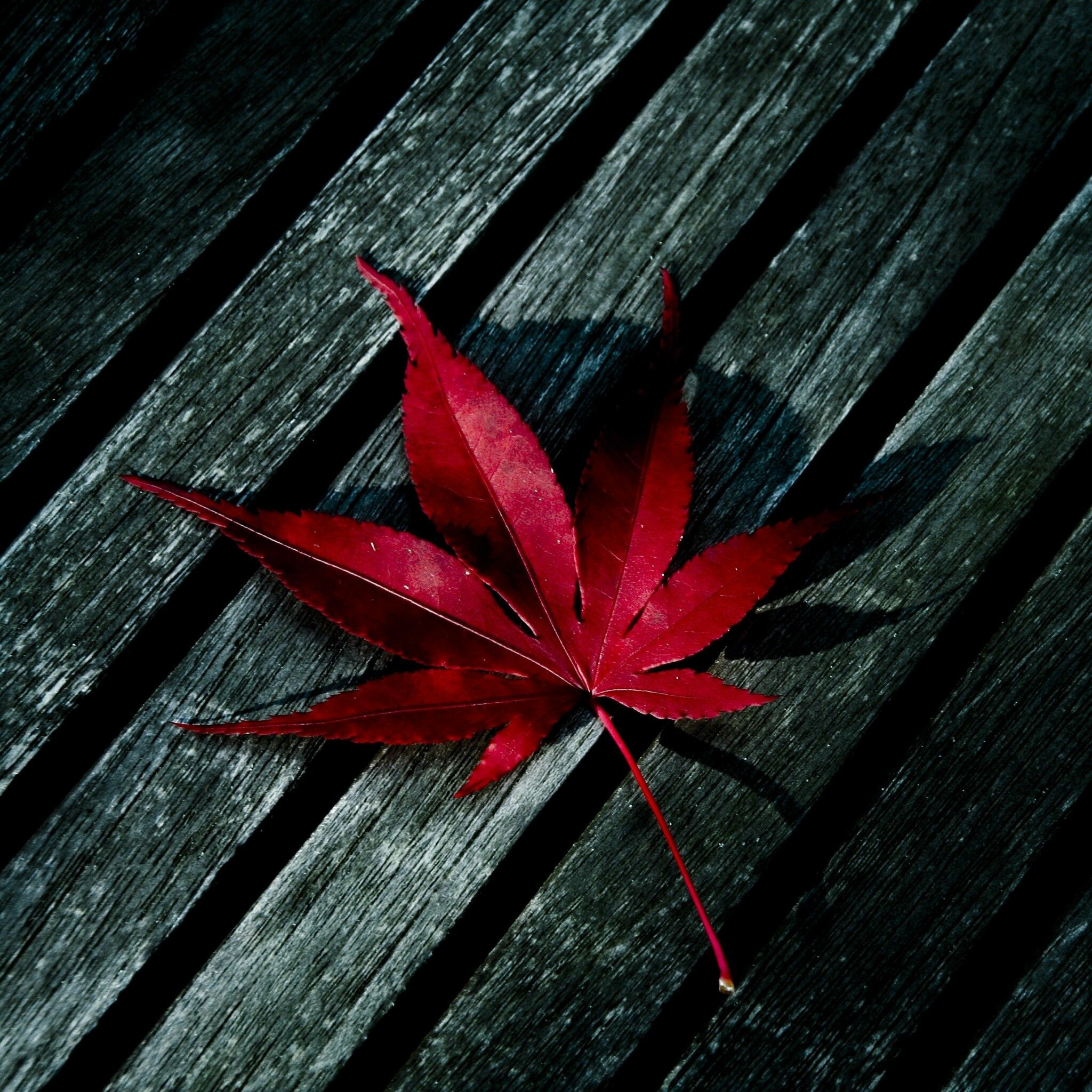 Leaf: Serve as the main location for food production in the plant. 2050x2050 HD Background.
