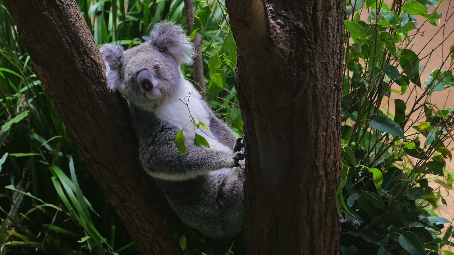 Koala in a tree, 4K UHD video, Natural beauty, Serene wildlife, 1920x1080 Full HD Desktop