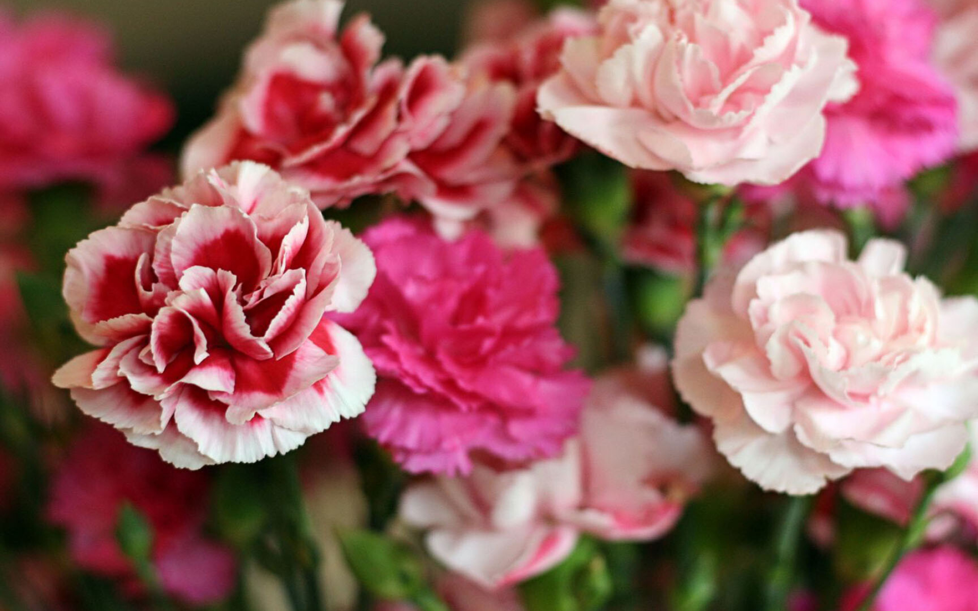 Carnation: Carnations are hardy and can survive in regions with cold winters, Flowering plant. 1920x1200 HD Background.
