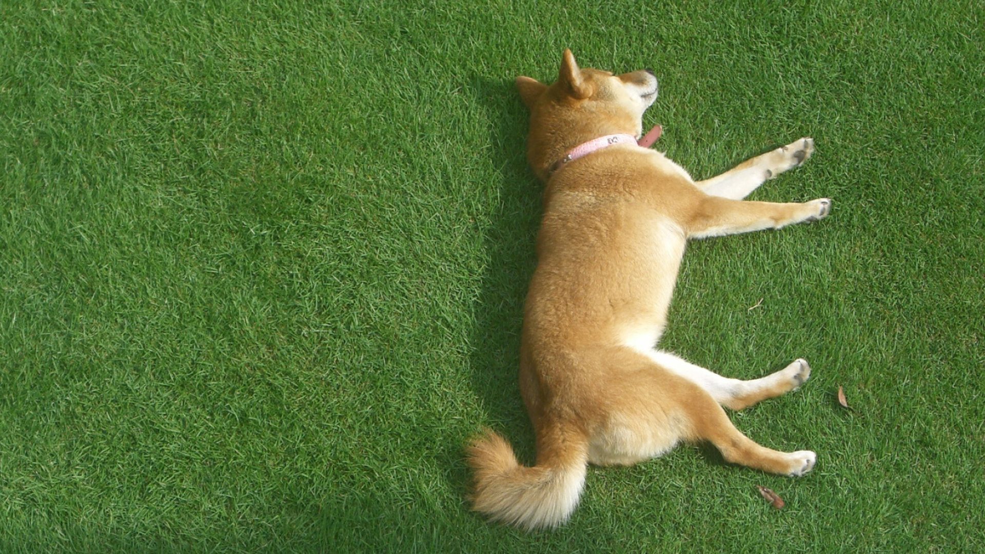Shiba Inu: Its coat is short, plush, and straight, with a harsh undercoat. 1920x1080 Full HD Background.