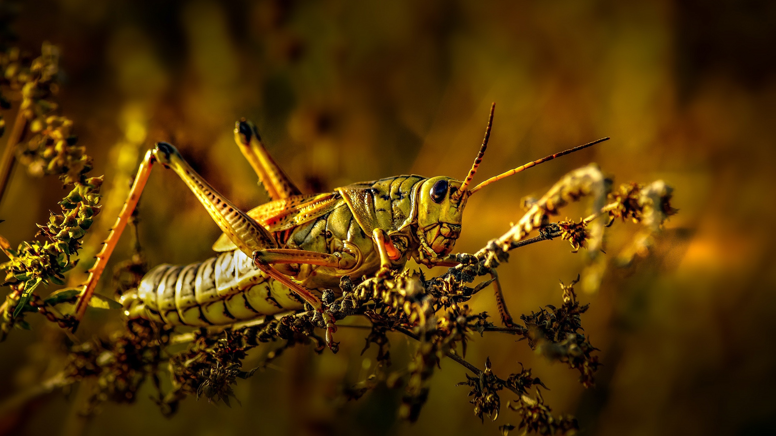 Grasshopper, HD wallpaper, Background image, 2560x1440 HD Desktop