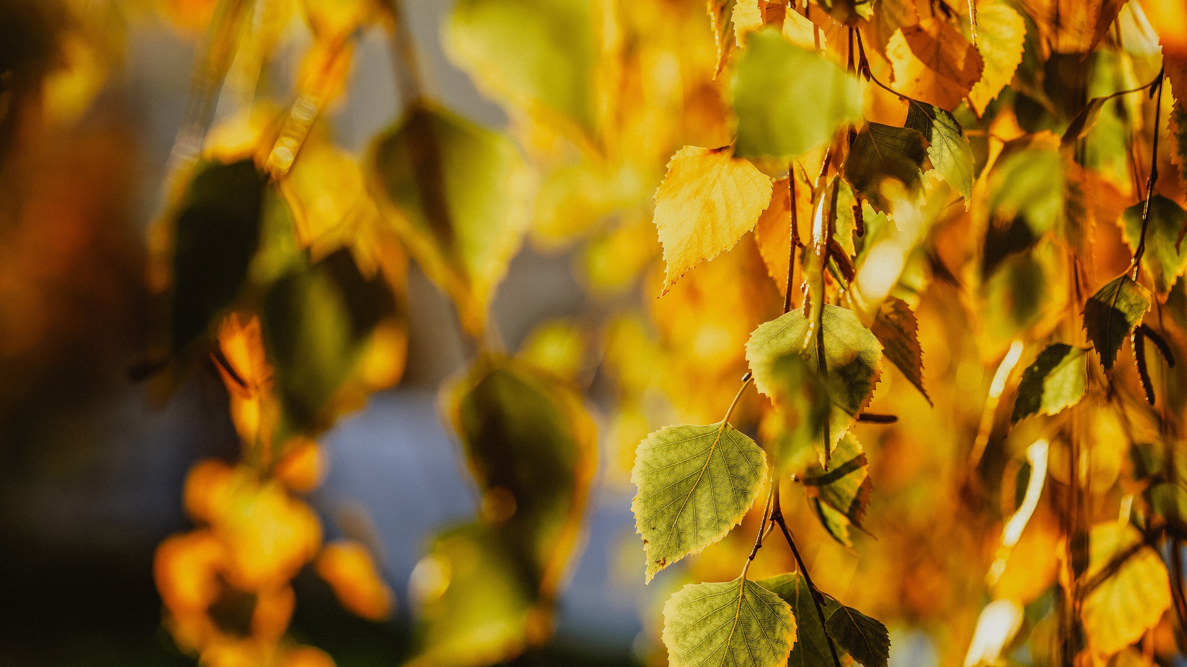 Gold Leaf: Yellowish color of birch foliage in autumn, Chlorophyll breakdown, A catabolic process of foliage senescence. 3840x2160 4K Wallpaper.