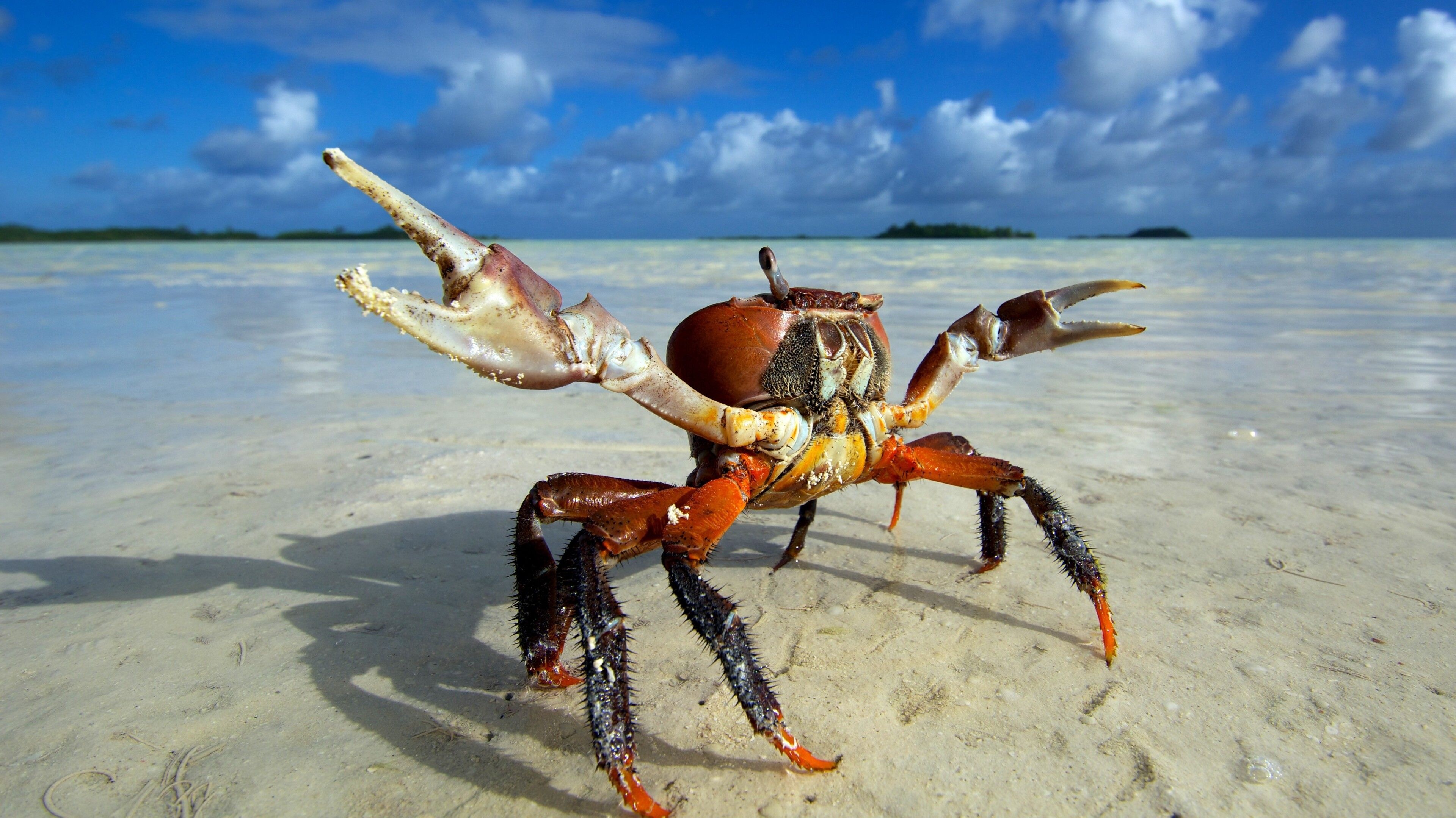 Crab: Decapod crustacean, Tropical haeven, Sea creature. 3840x2160 4K Background.