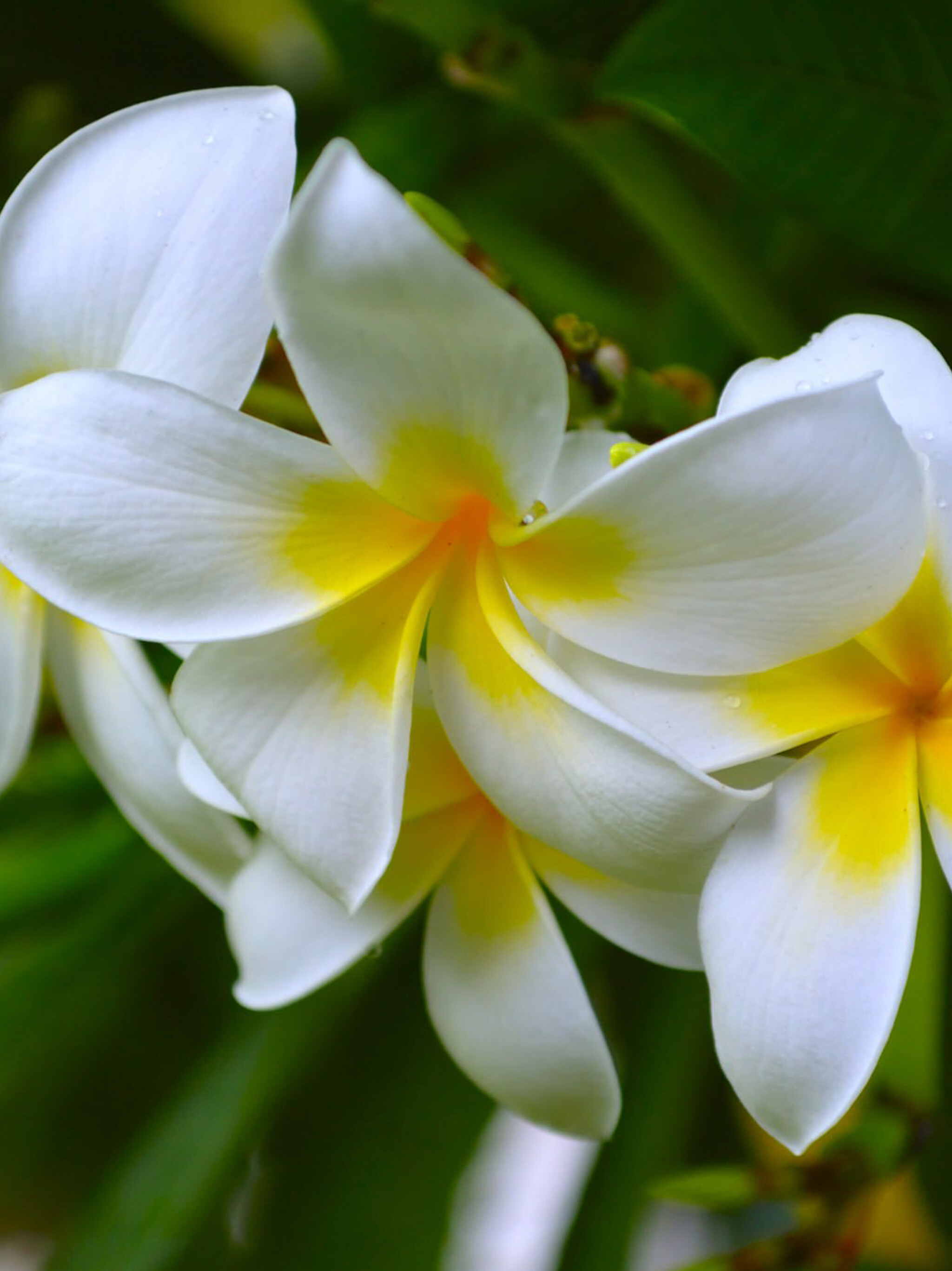 Frangipani Flower: Their scent is strongest at night, to lure sphinx moths into pollinating them by transferring pollen from flower to flower in their fruitless search for nectar. 2050x2740 HD Background.