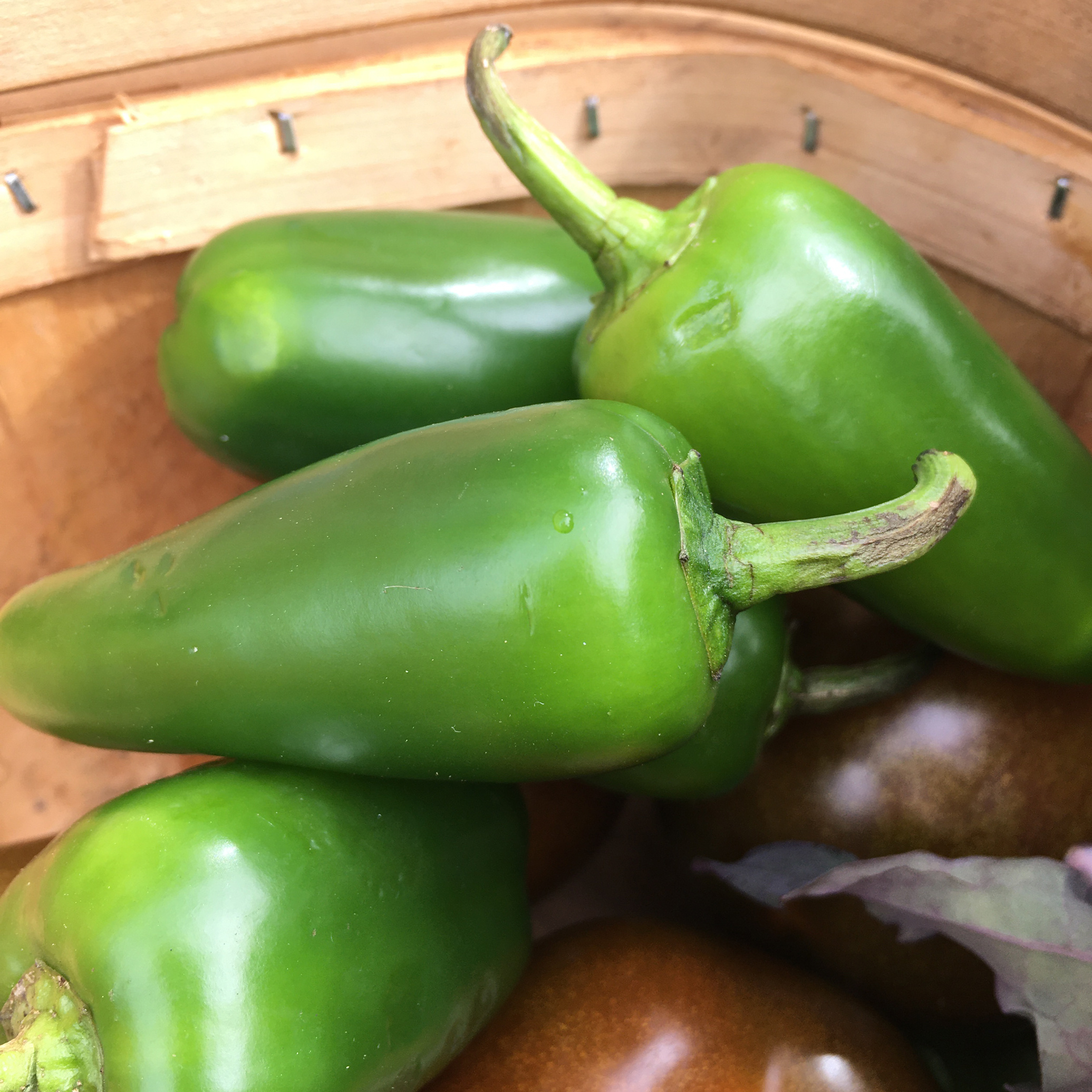 Chilli pepper early jalapeno, Early harvest chili, Zesty kick, Flavorful spice, 2080x2080 HD Phone