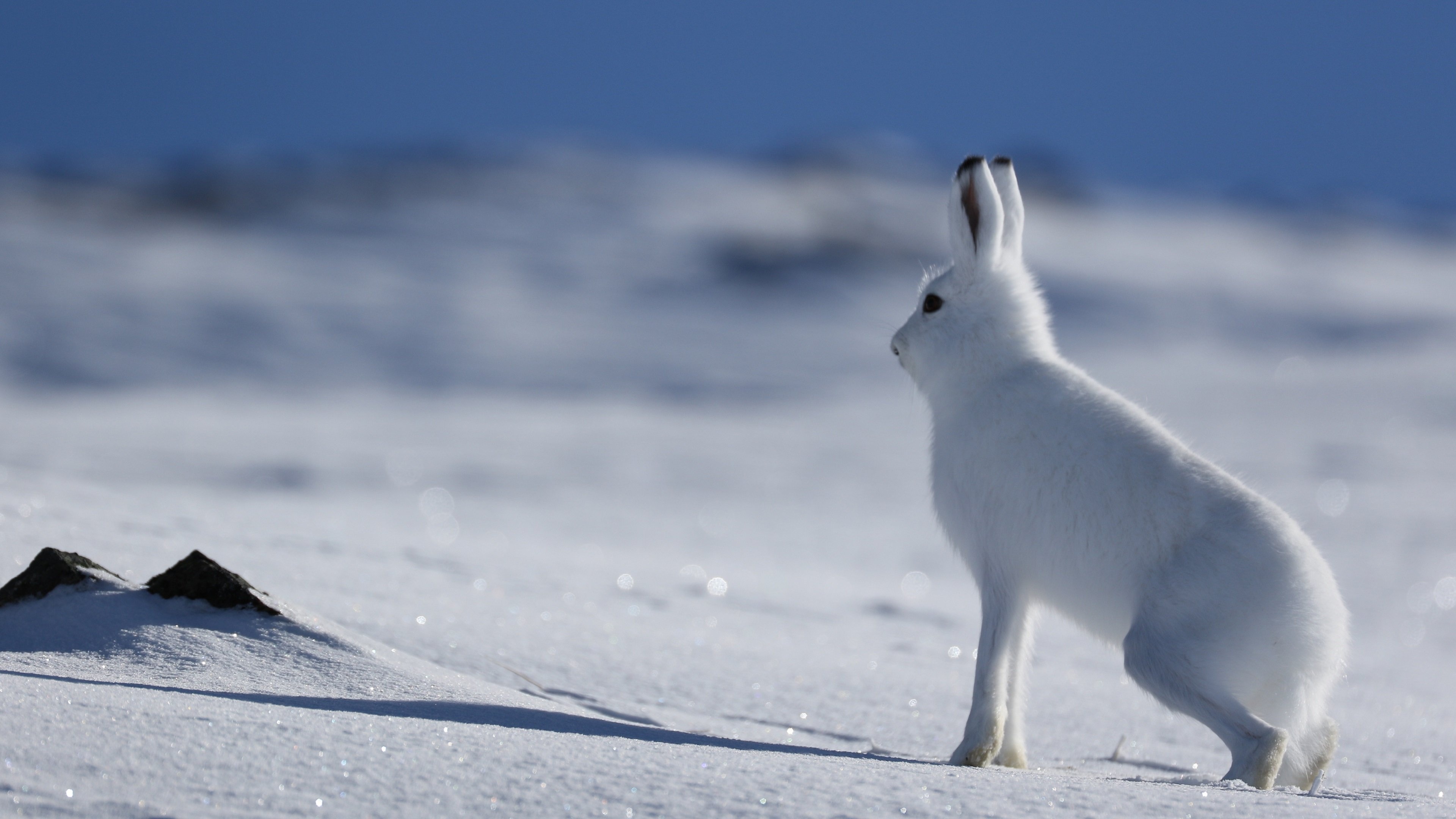 Arctic hare, Stunning HD wallpapers, Desktop backgrounds, Beautiful creature, 3840x2160 4K Desktop