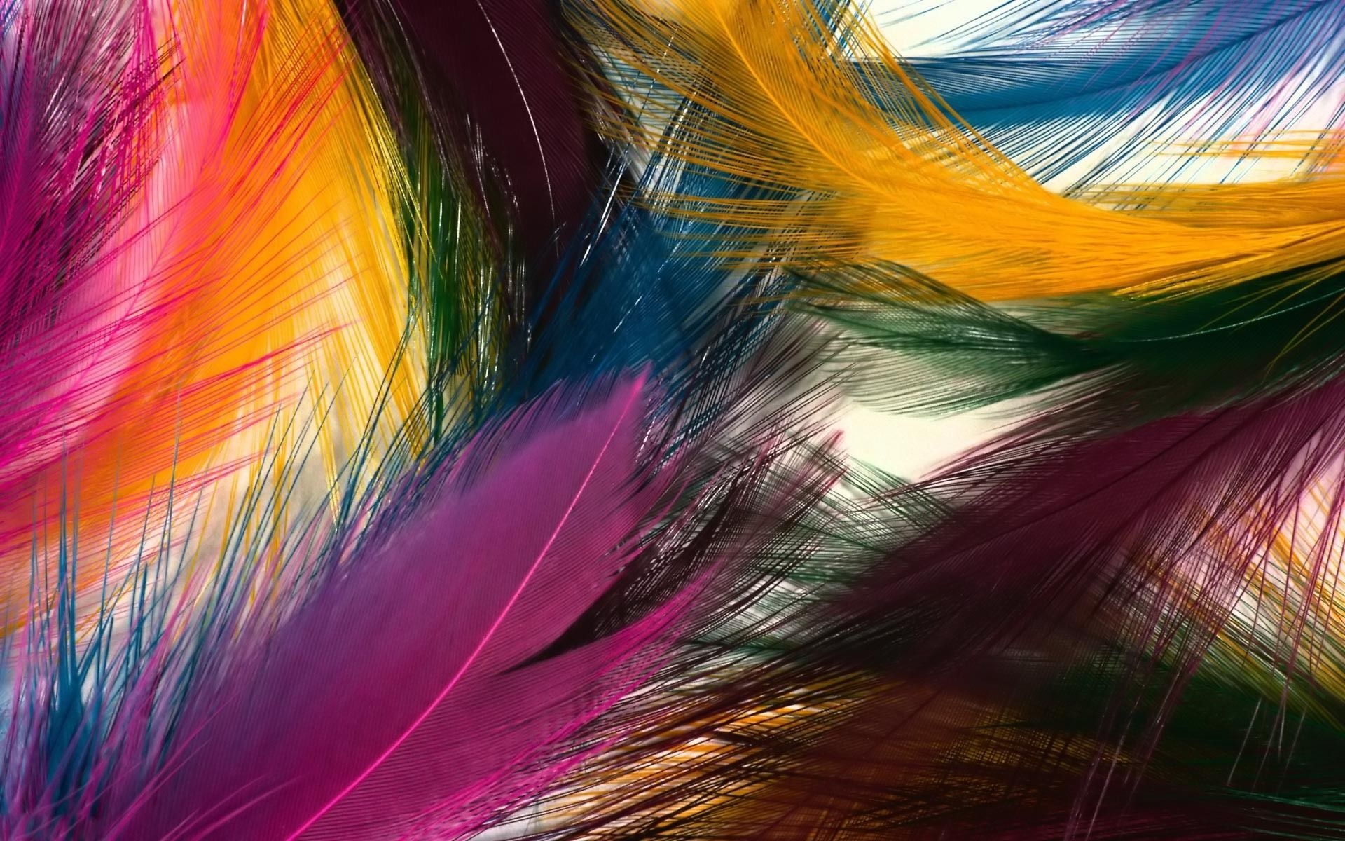 Feather: Colorful bird's plumage, special structures used in flying. 1920x1200 HD Background.