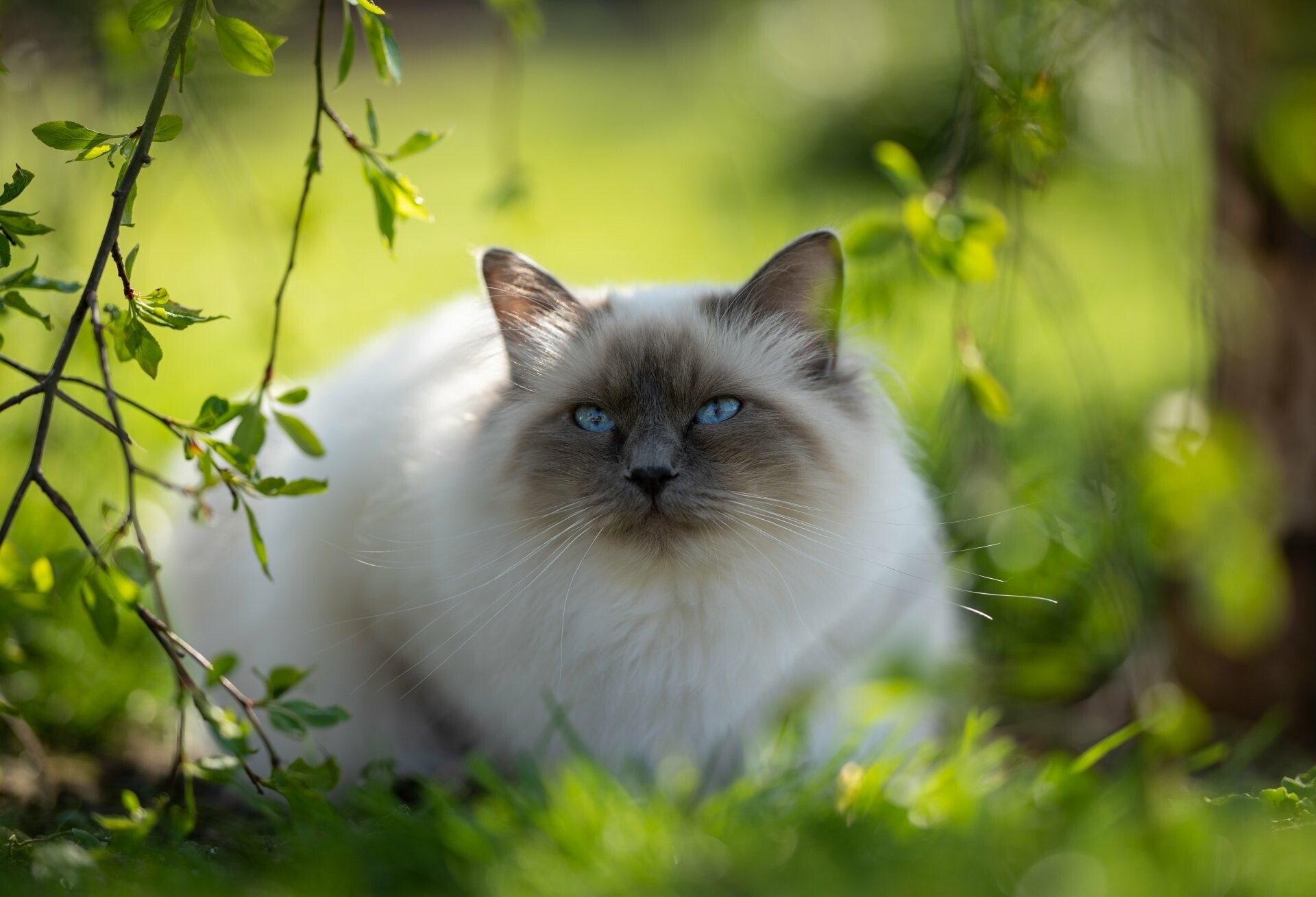 Ragdoll: One of the nicest features of these cats is their laid-back, sweet personality. 1920x1310 HD Background.