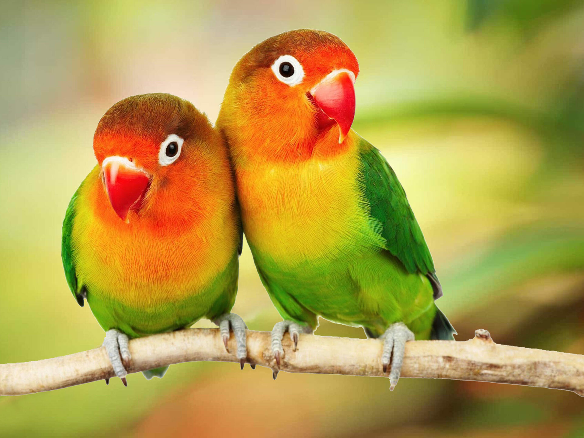 Parrot: Beautiful Tropical Birds, Colorful Love Birds On Branch. 1920x1440 HD Background.