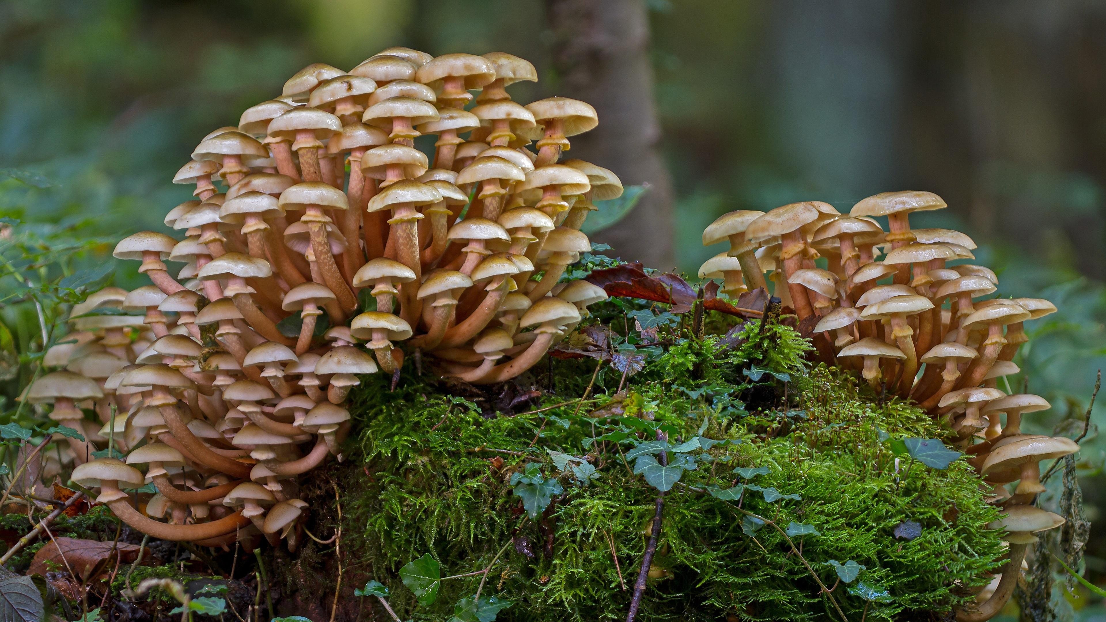 Forest mushrooms, Mossy wonderland, Fungi in nature, Mushrooms in moss, 3840x2160 4K Desktop