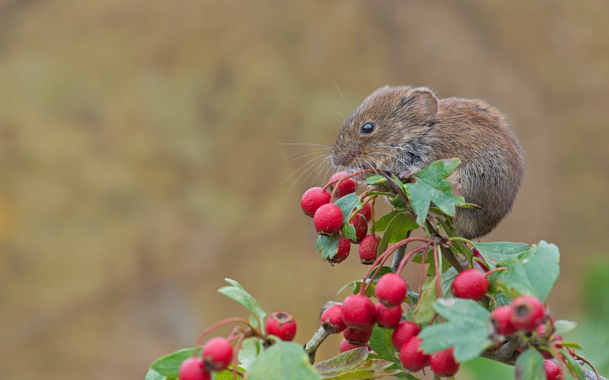 Red vole mouse, Rodent berries, Hawthorn branch, Close up, 2050x1280 HD Desktop