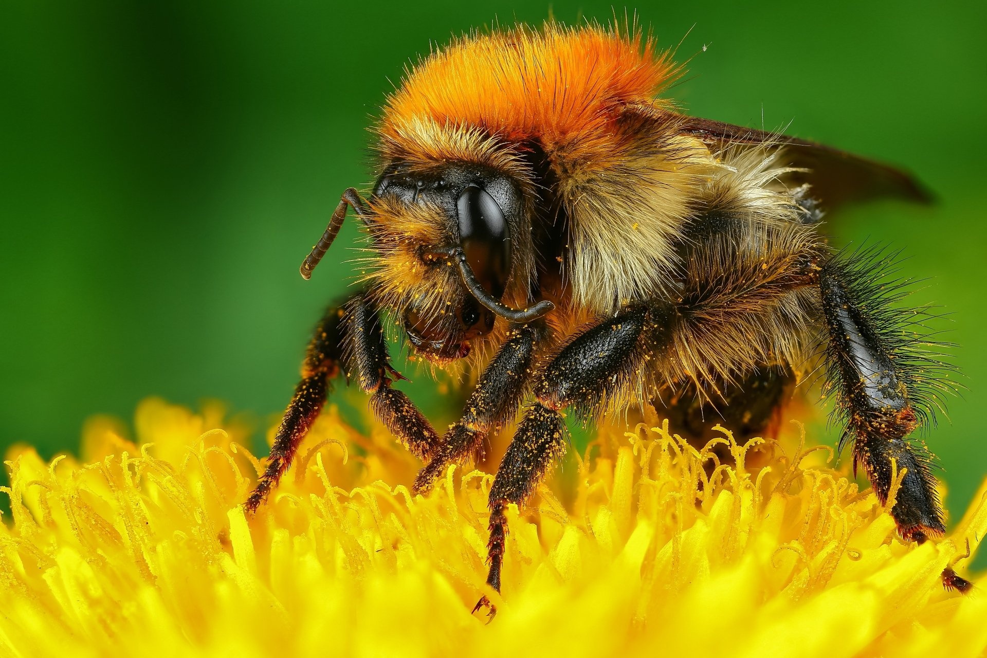 Bee: Insects, Collect pollen on their hairy bodies. 1920x1280 HD Background.