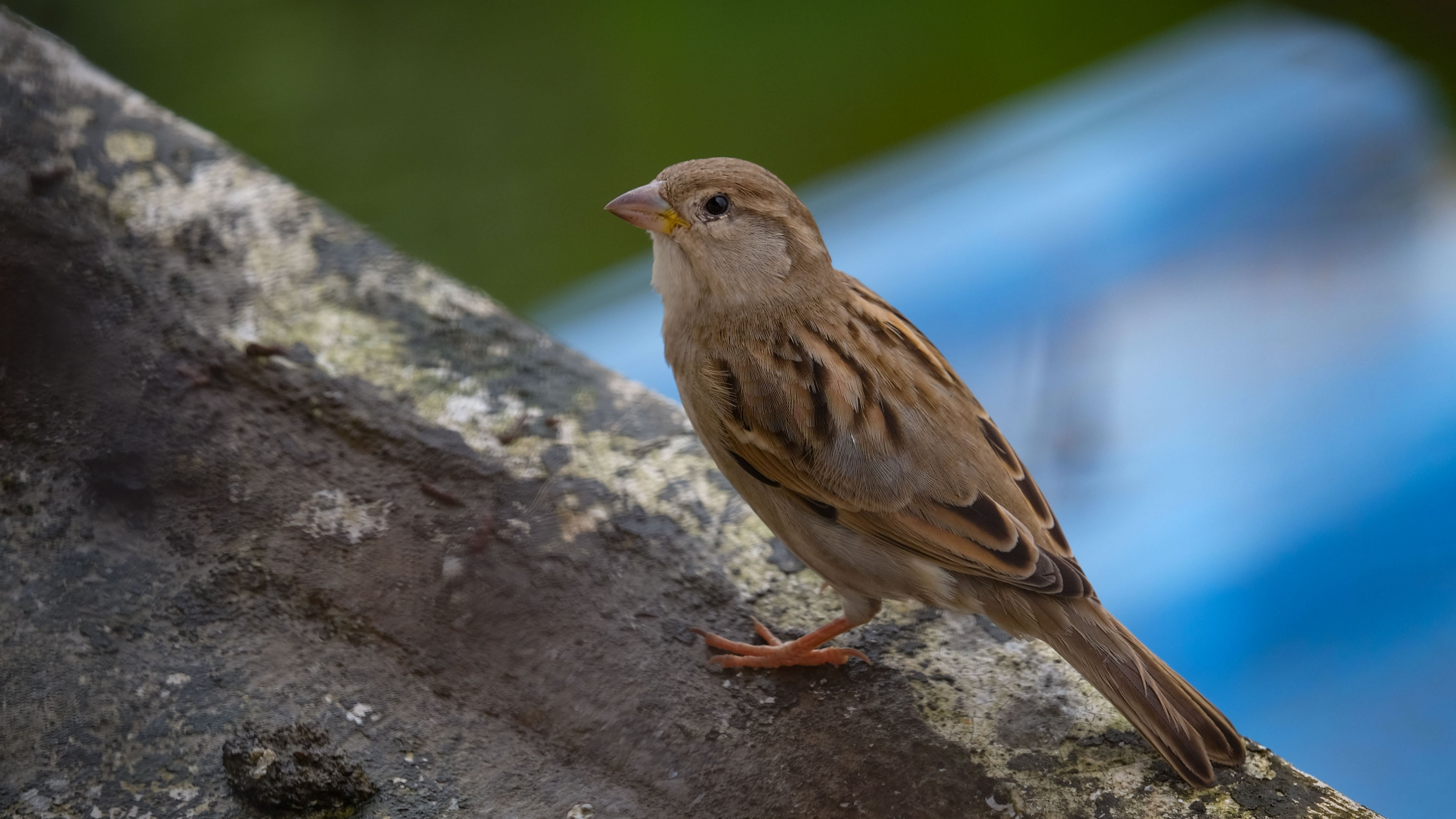 Sparrow wallpaper, High-resolution avian image, Widescreen bird background, Vibrant bird photography, 3840x2160 4K Desktop