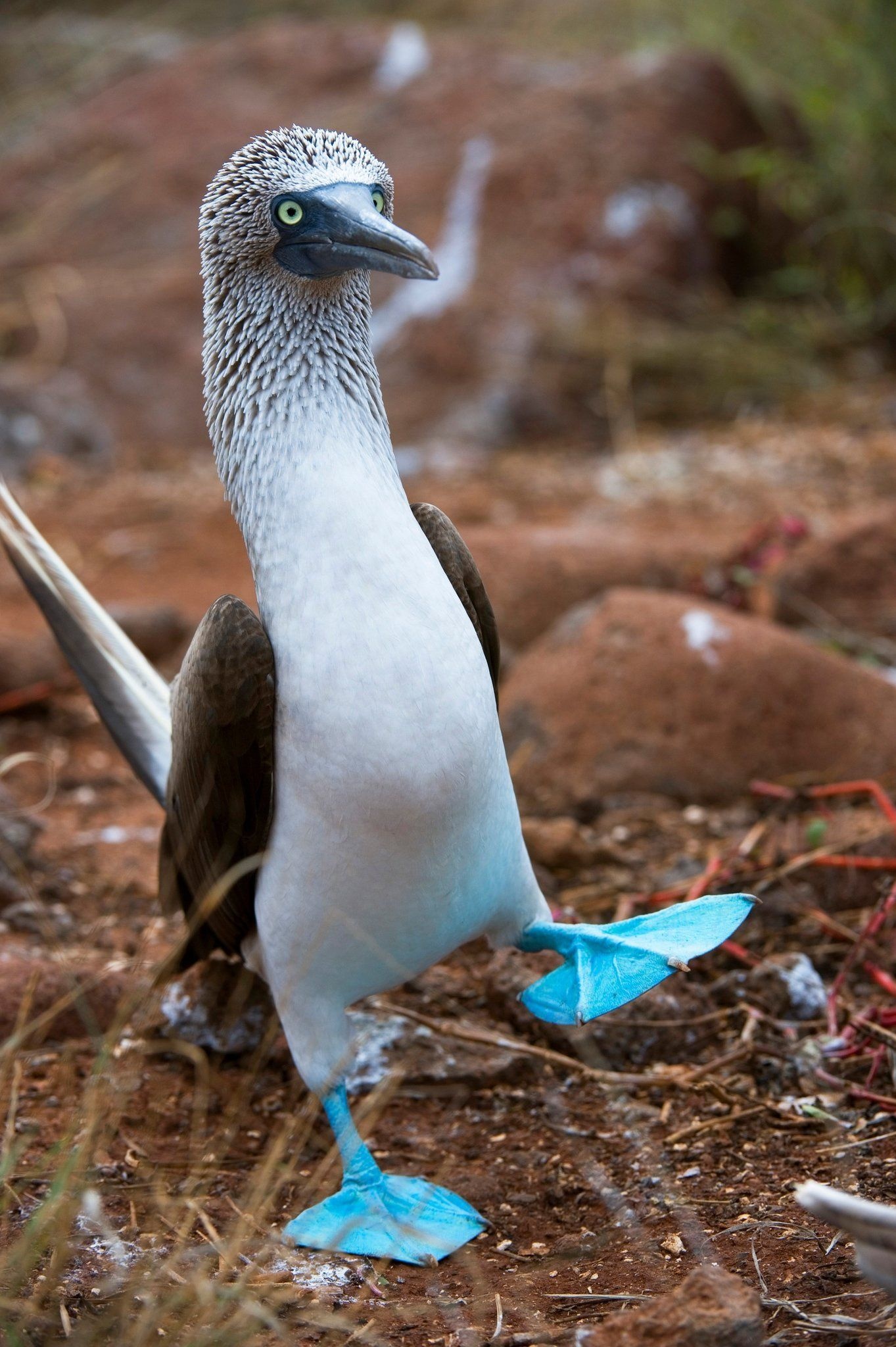 Blue footed booby, Bird, Adorable, Distinctive, 1370x2050 HD Phone