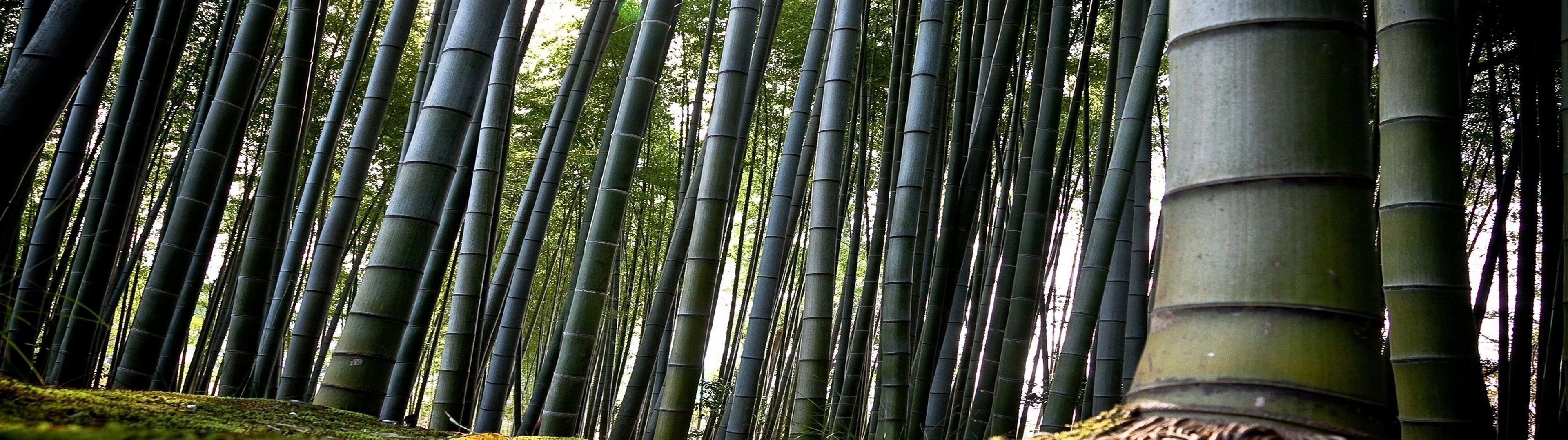 Bamboo: The jointed stem of the plant used for building furniture and utensils. 3840x1080 Dual Screen Background.