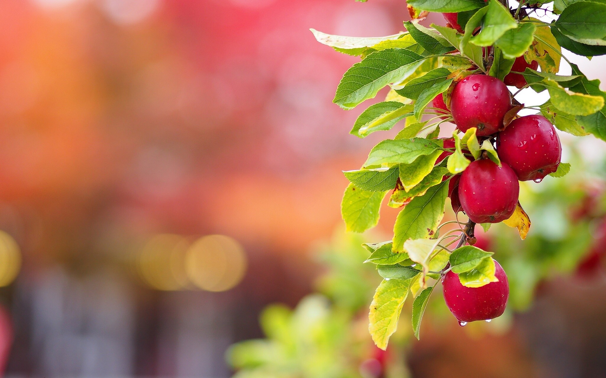 Apple tree wallpapers, Fruits of nature, Delicate blossoms, Nature's bounty, 2050x1280 HD Desktop