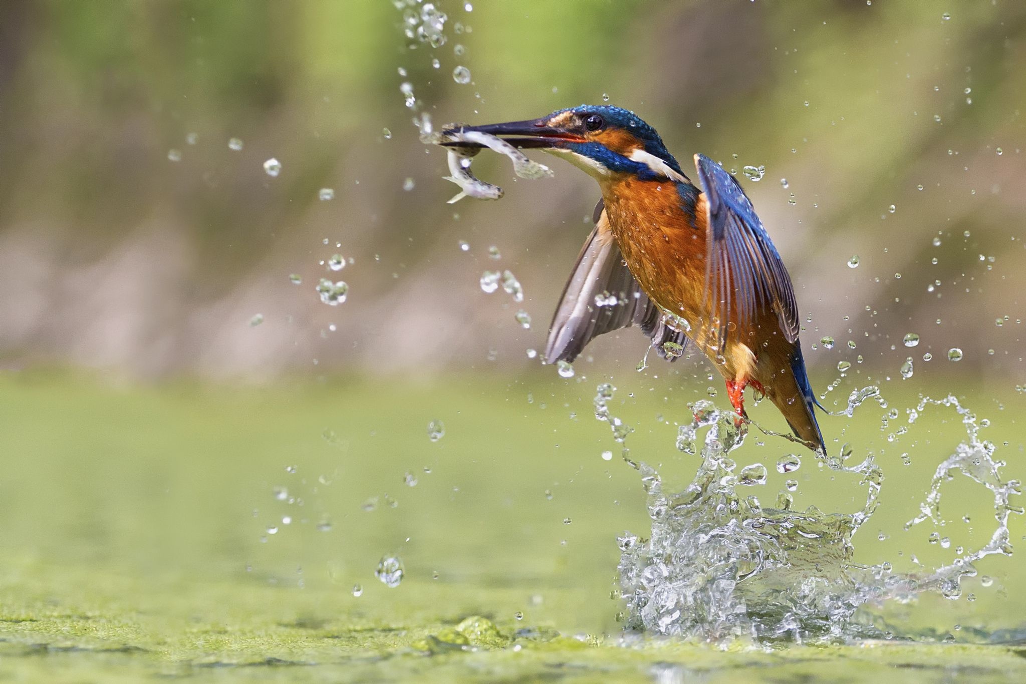 Kingfisher, Stunning colors, Impressive catch, Precision hunter, 2050x1370 HD Desktop