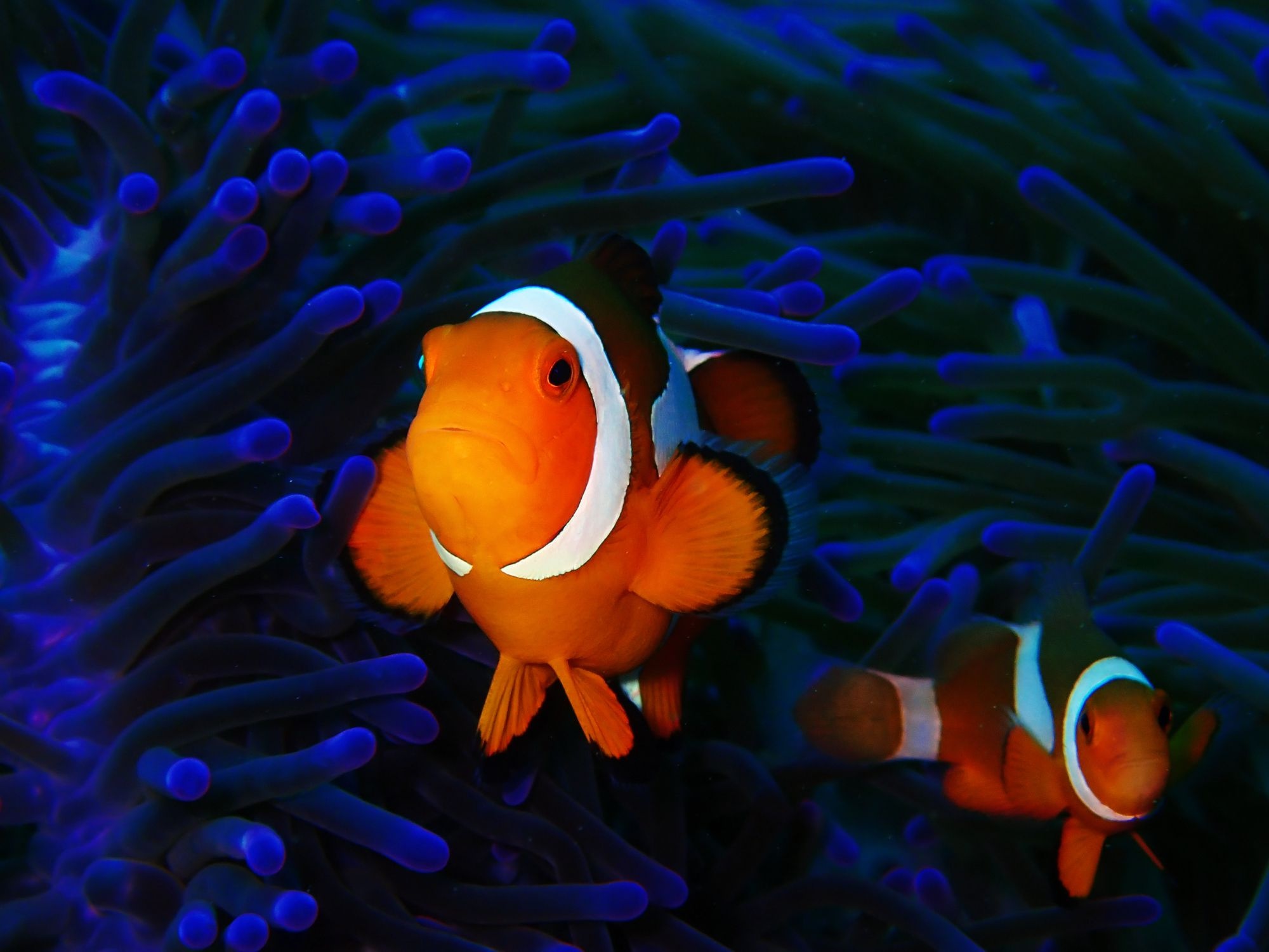 Clownfish, Ideas, Saltwater, Reef, 2000x1500 HD Desktop