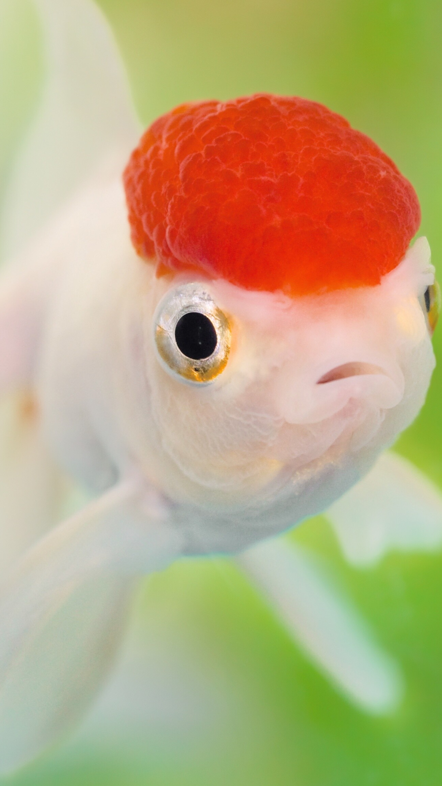 Gold Fish: Oranda, A freshwater fish, Captive-bred fish species, Raspberry-shaped cap on the head. 1440x2560 HD Wallpaper.