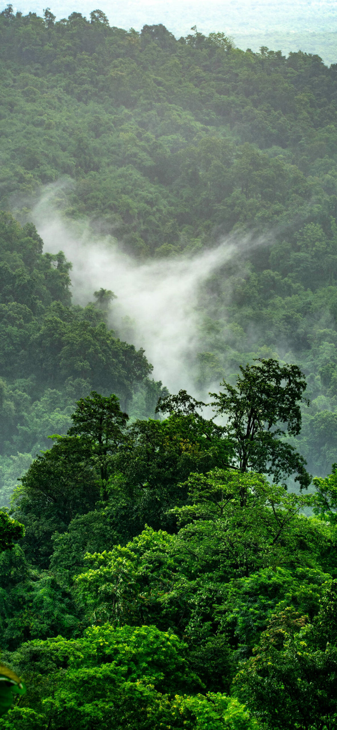 Jungle: Half of the plant and animal species in the world live in rainforest. 1190x2560 HD Background.