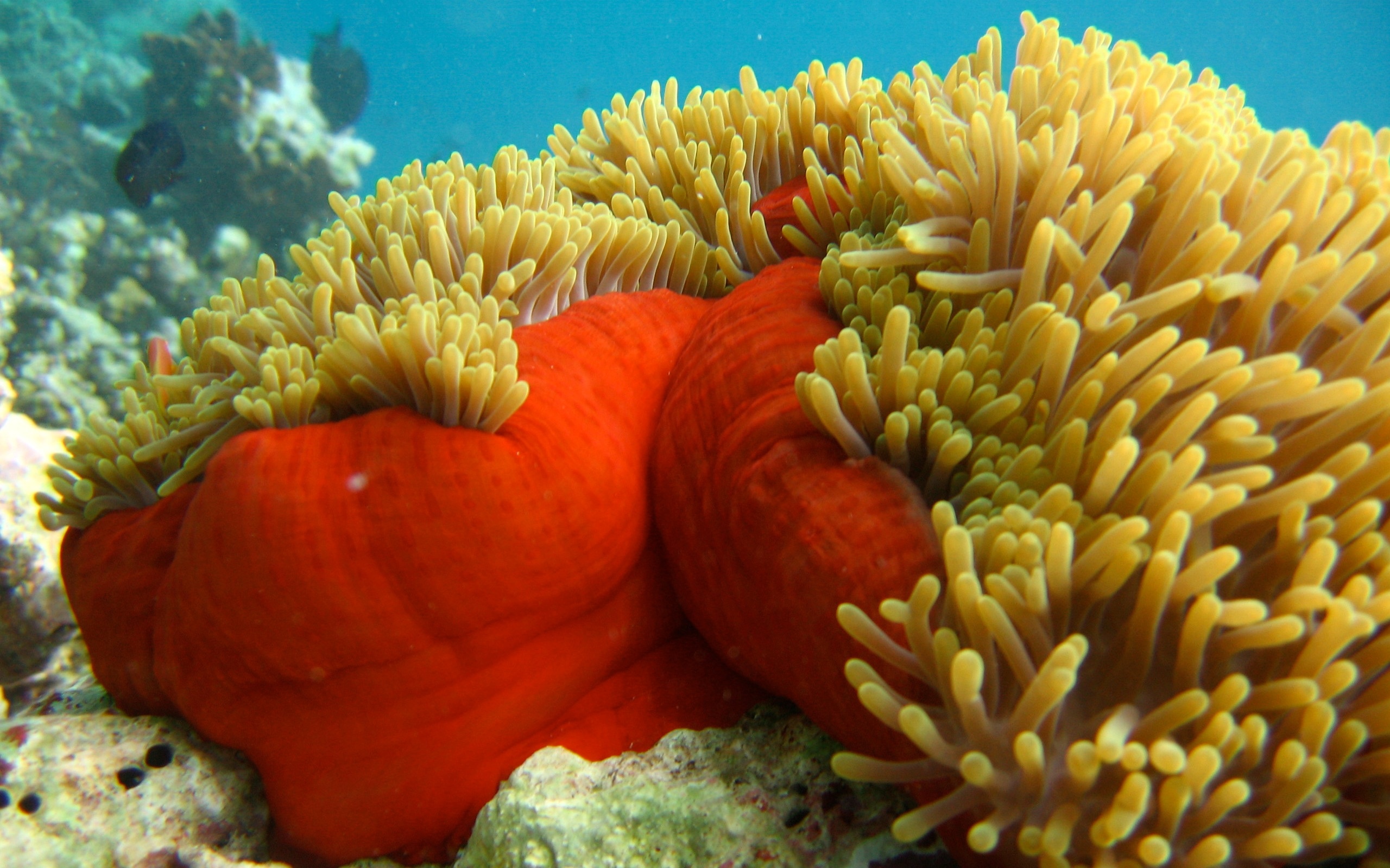 Captivating sea life, Aquatic wonders, Marine creatures, Oceanic beauty, 2560x1600 HD Desktop