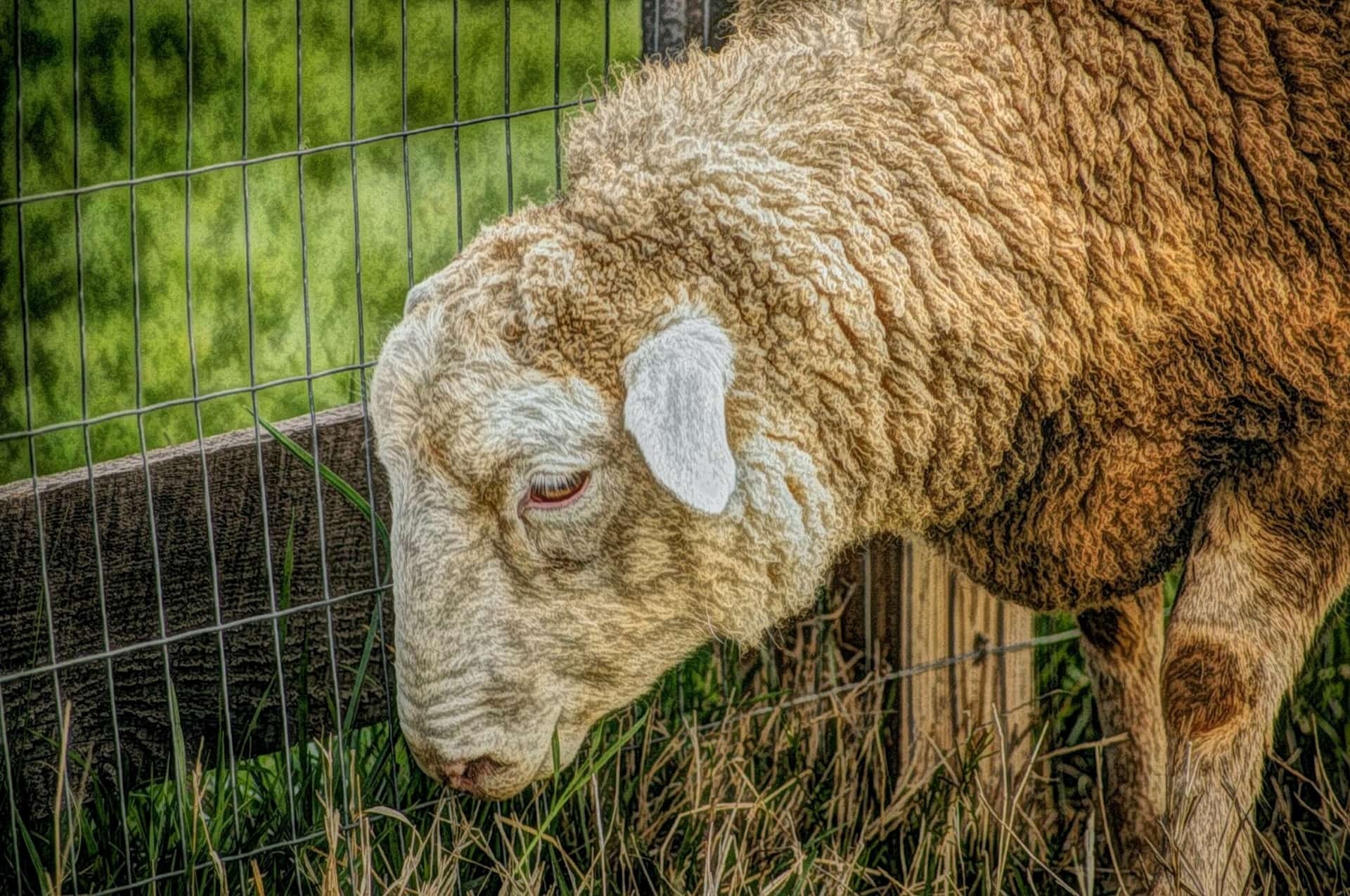 Sheep in natural habitat, Grassland farm, Livestock photography, Agriculture, 1920x1280 HD Desktop