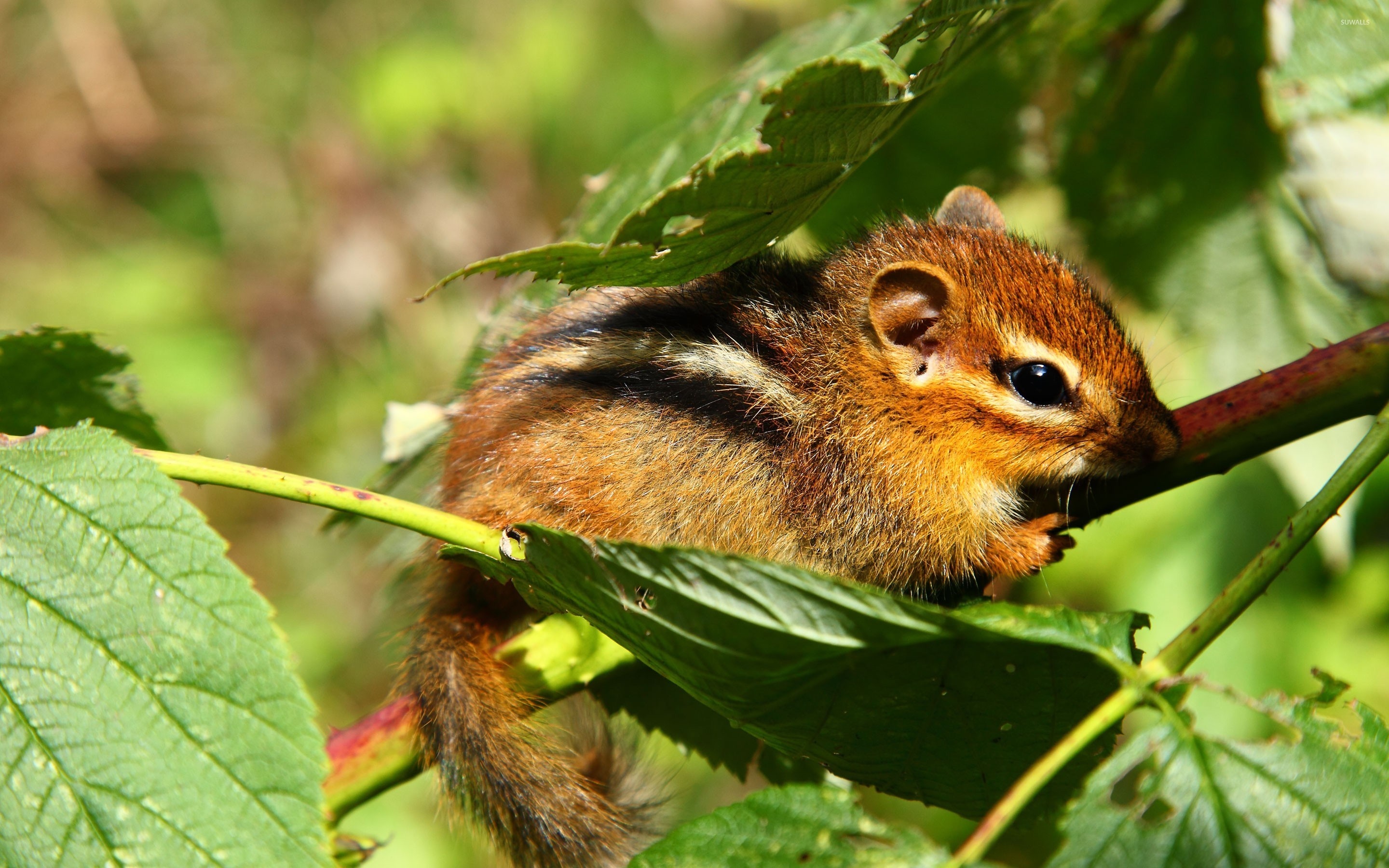 Chipmunk: Have been referred to as "striped squirrels", "timber tigers", "ground squirrels". 2880x1800 HD Background.