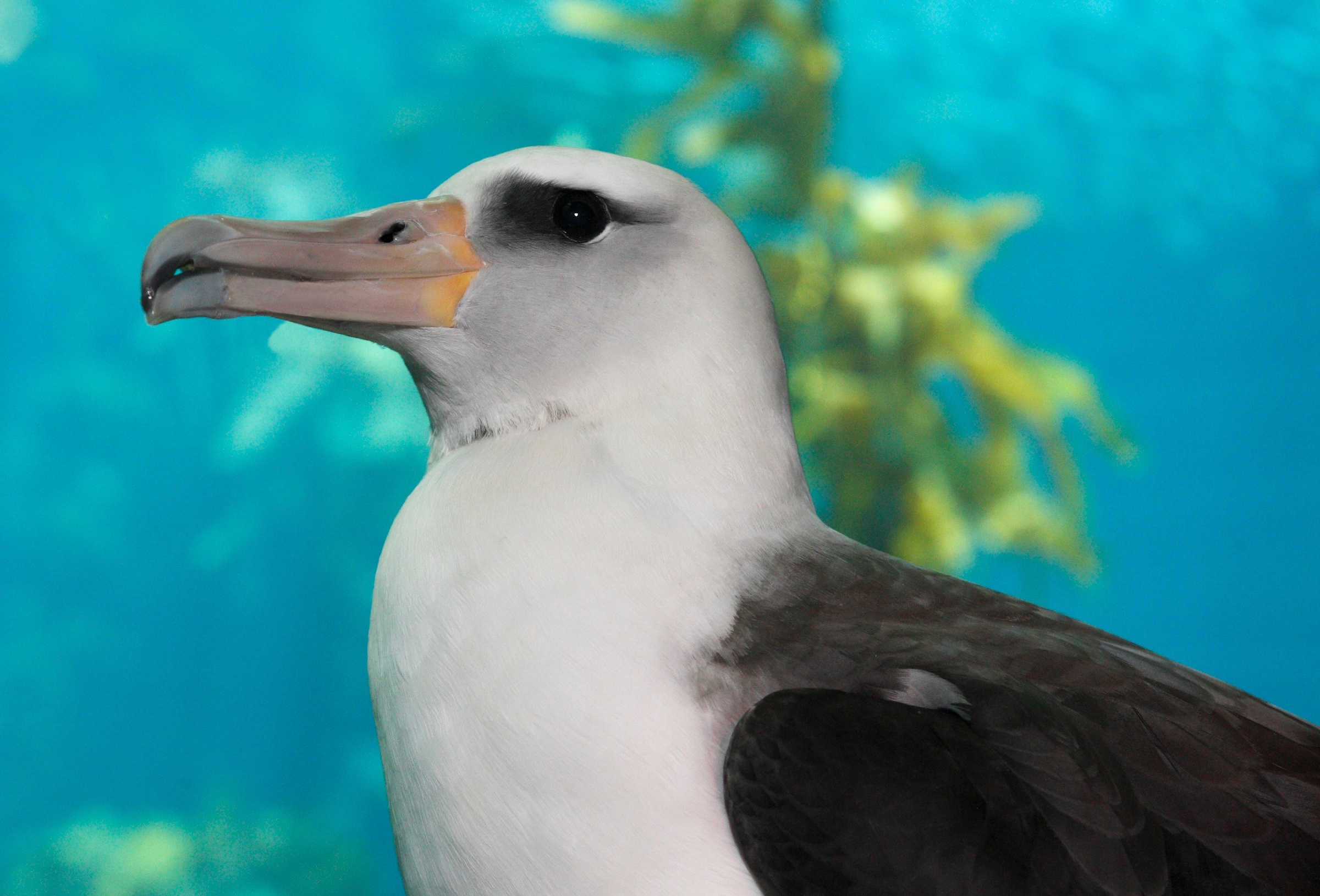 Monterey Bay's albatross, Endearing wildlife encounter, Coastal sanctuary, Marine marvel, 2400x1630 HD Desktop
