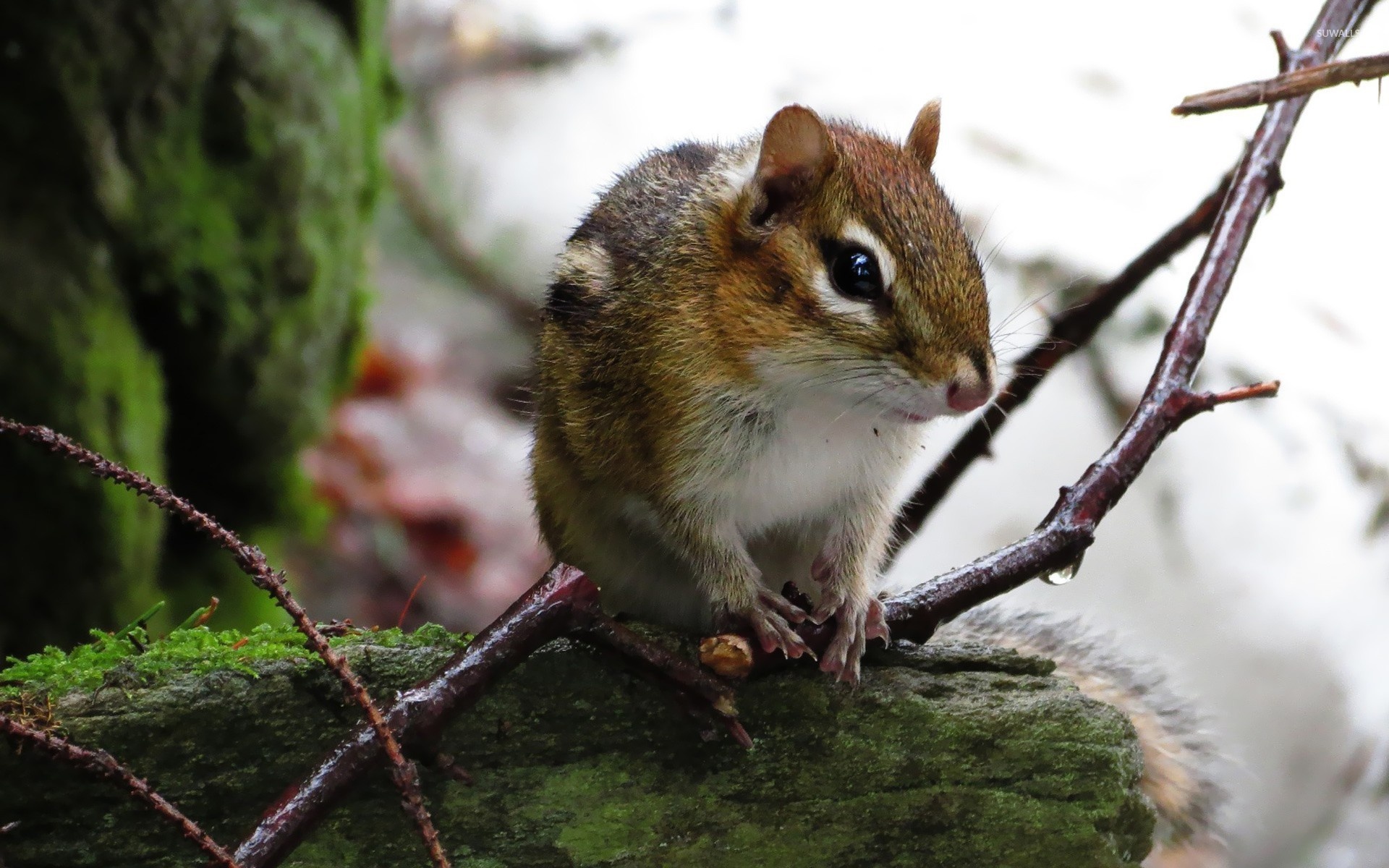 Chipmunk: Have cheek pouches, large, glossy eyes, stripes, and bushy tails. 1920x1200 HD Wallpaper.