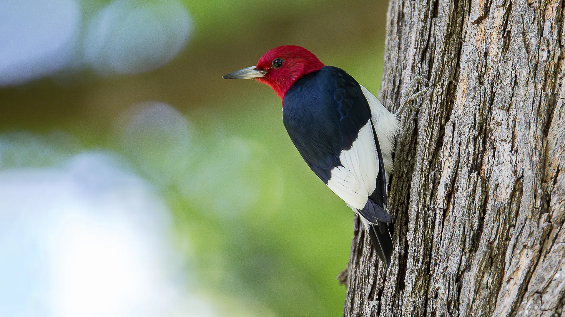Species spotlight, Red headed woodpecker, Avian beauty, Nature's wonder, 1920x1080 Full HD Desktop